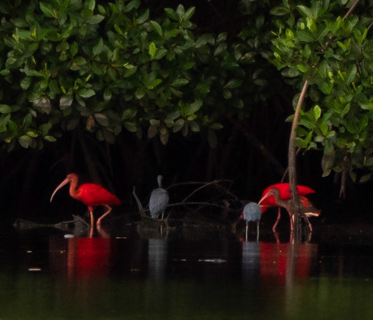P1054452 Caroni Bird Santuary