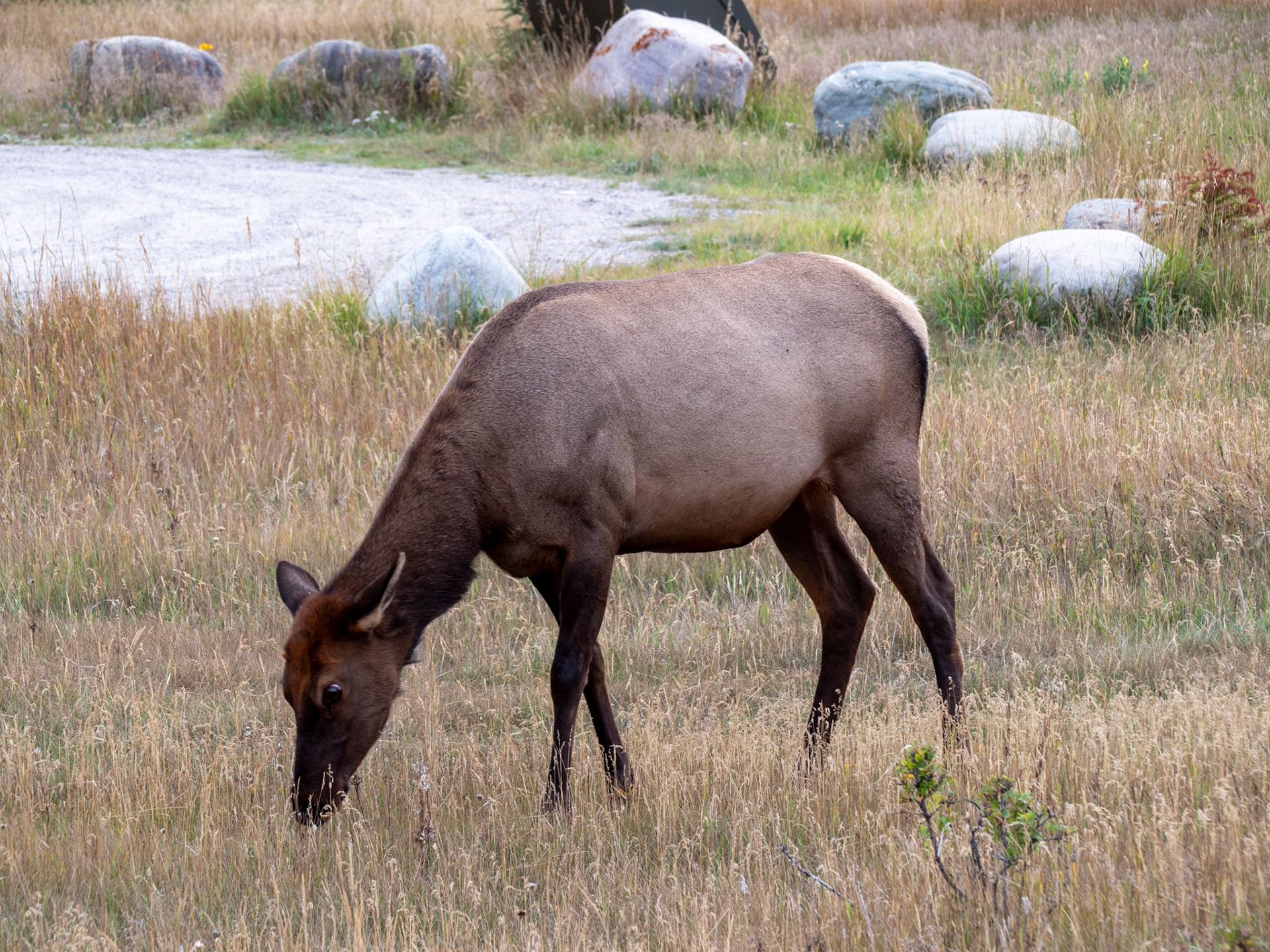 Female Elk just off Yellowhead Highway
