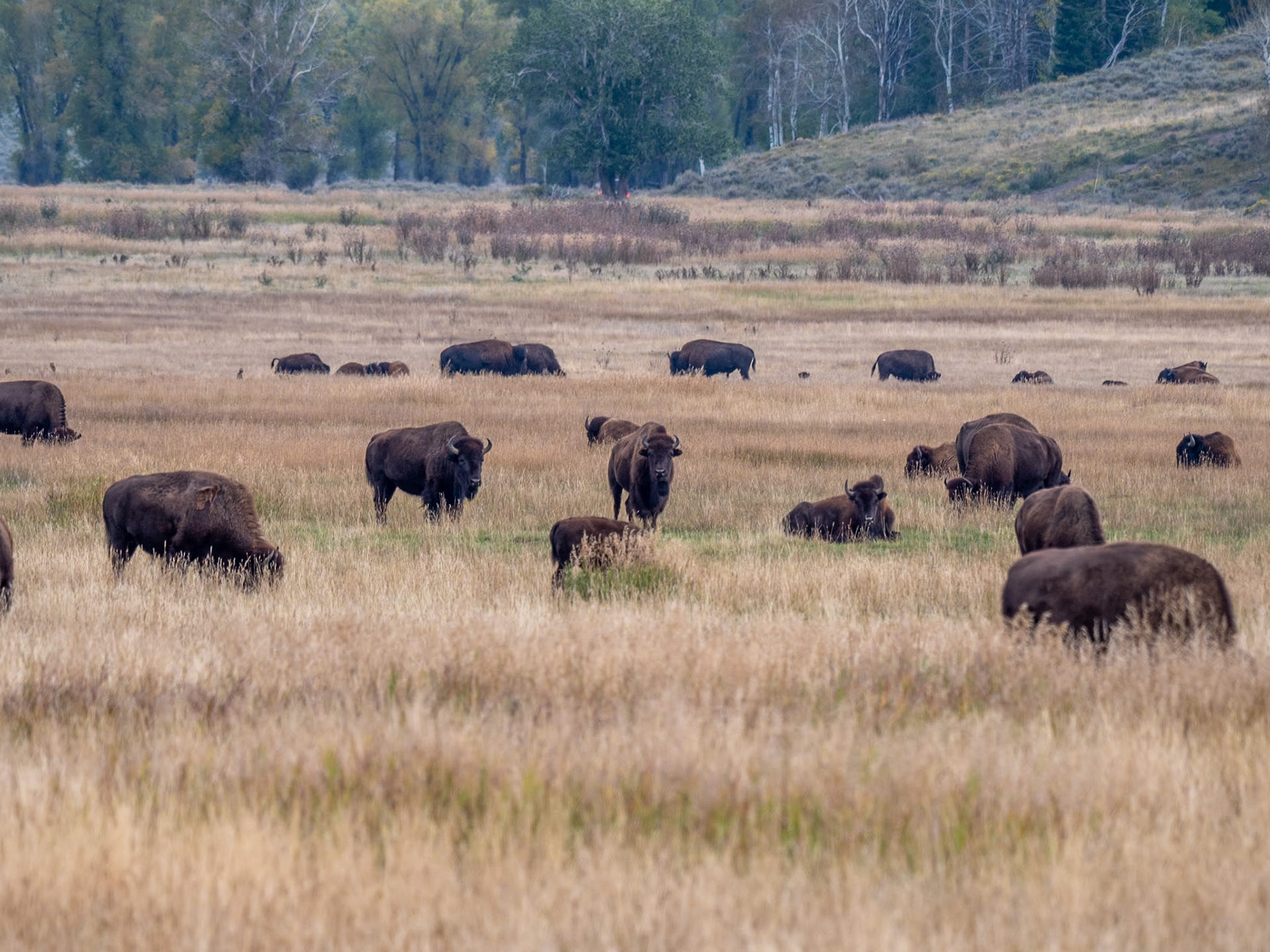 P1124204 Bisons at Yellowstone National Park
