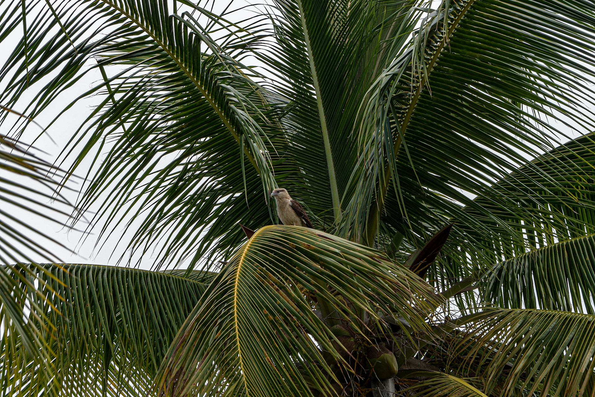 P1071398 Back on land, the young Osprey takes a rest on a coconut tree