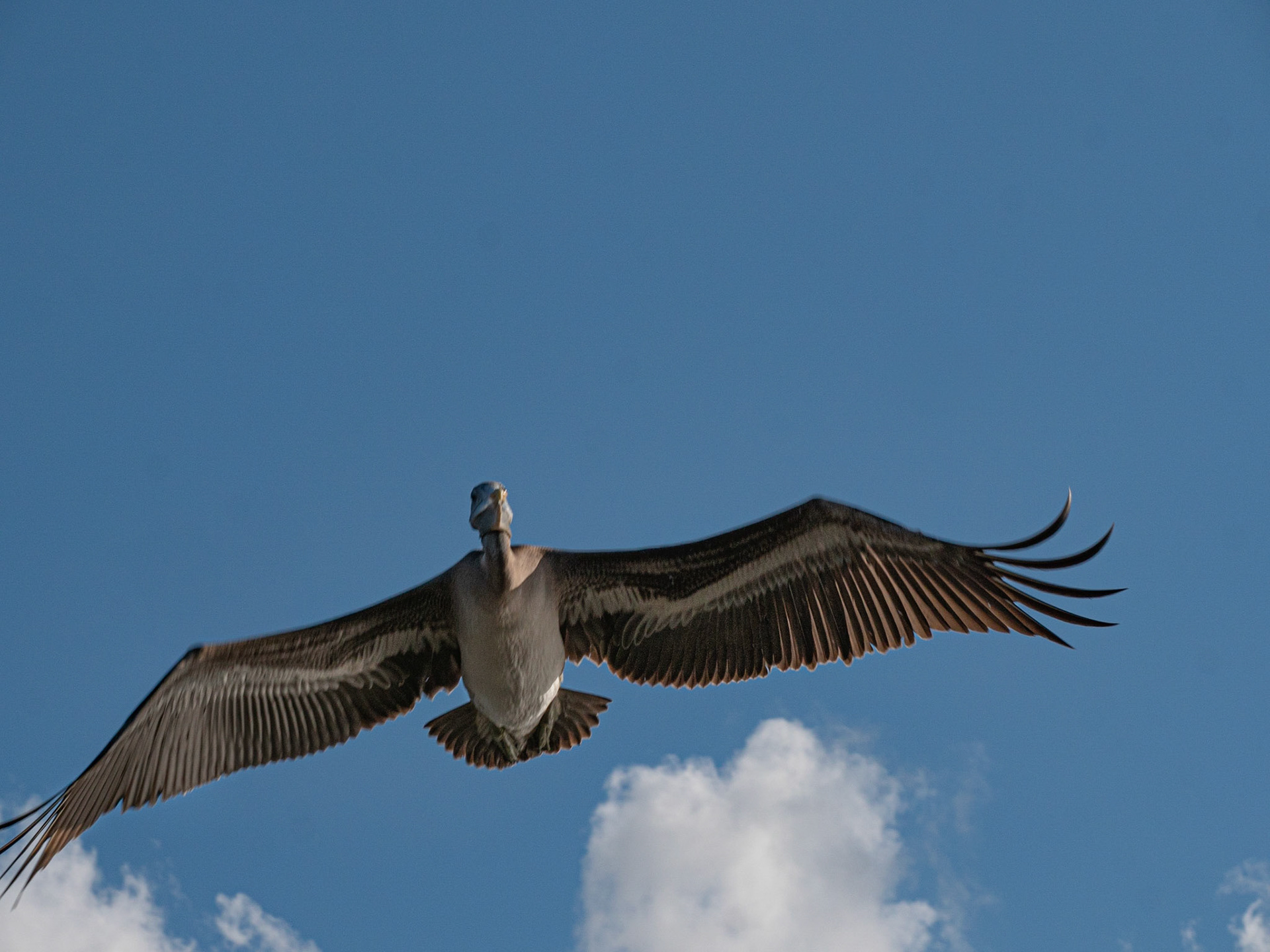 P1067351 Pelican in full flight