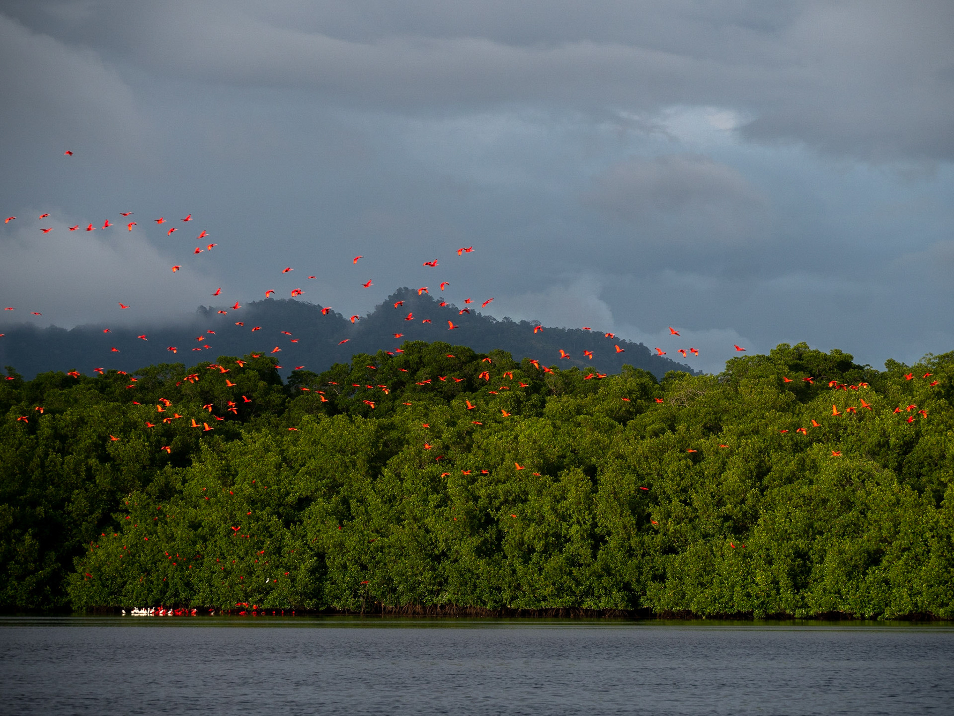 P1054544 Caroni Bird Santuary
