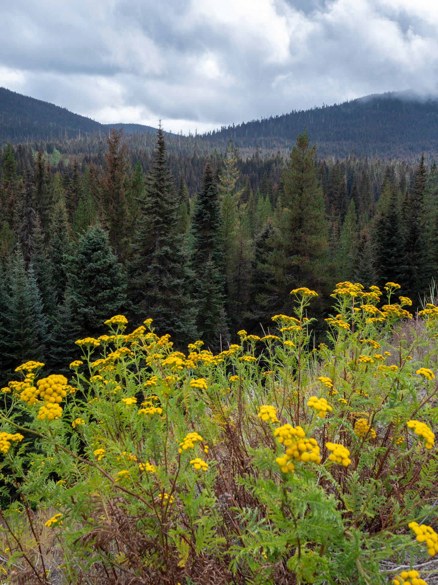 Scenery off Coquihala Highway