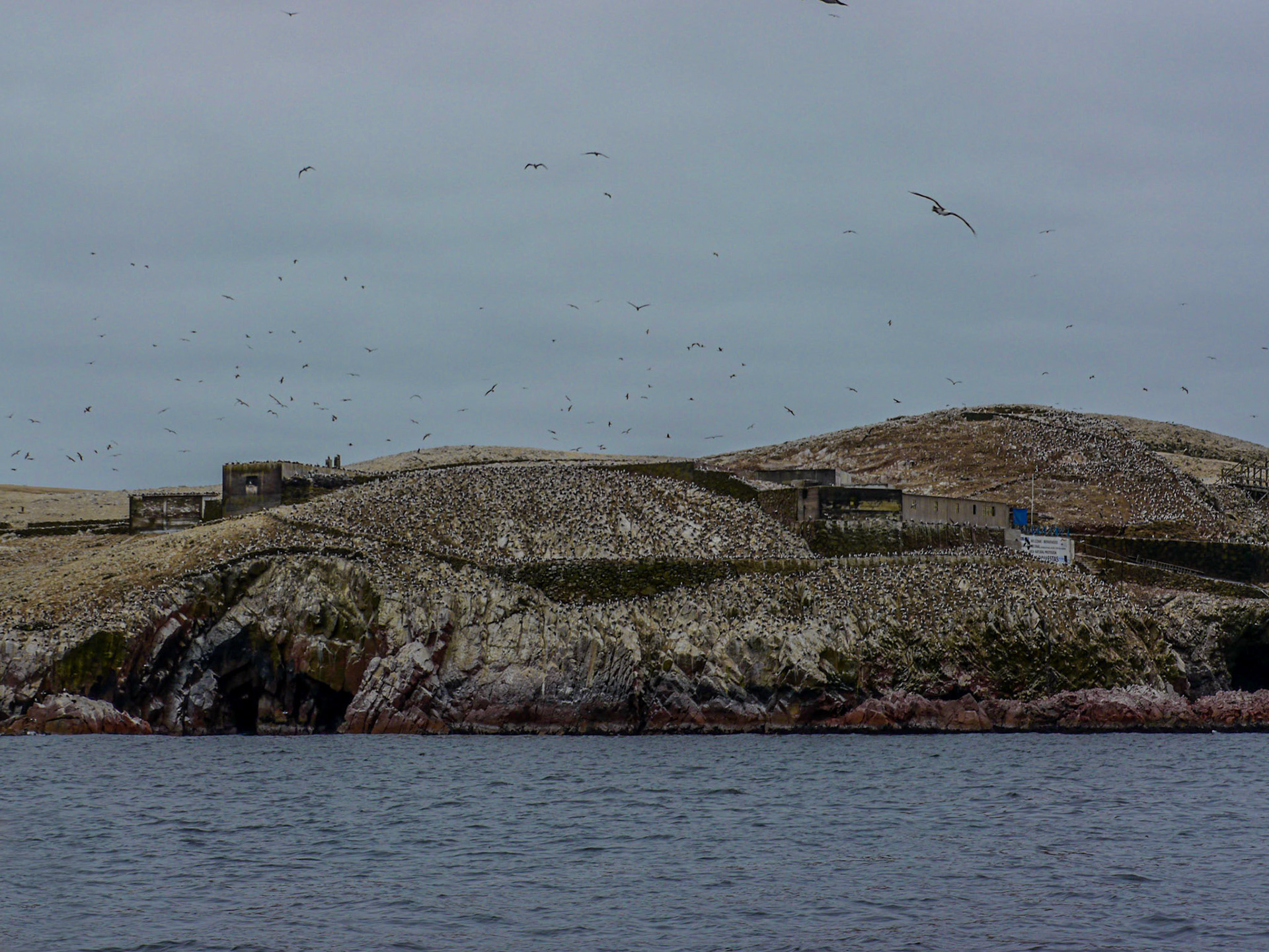 P1090629 Ballestas Islands