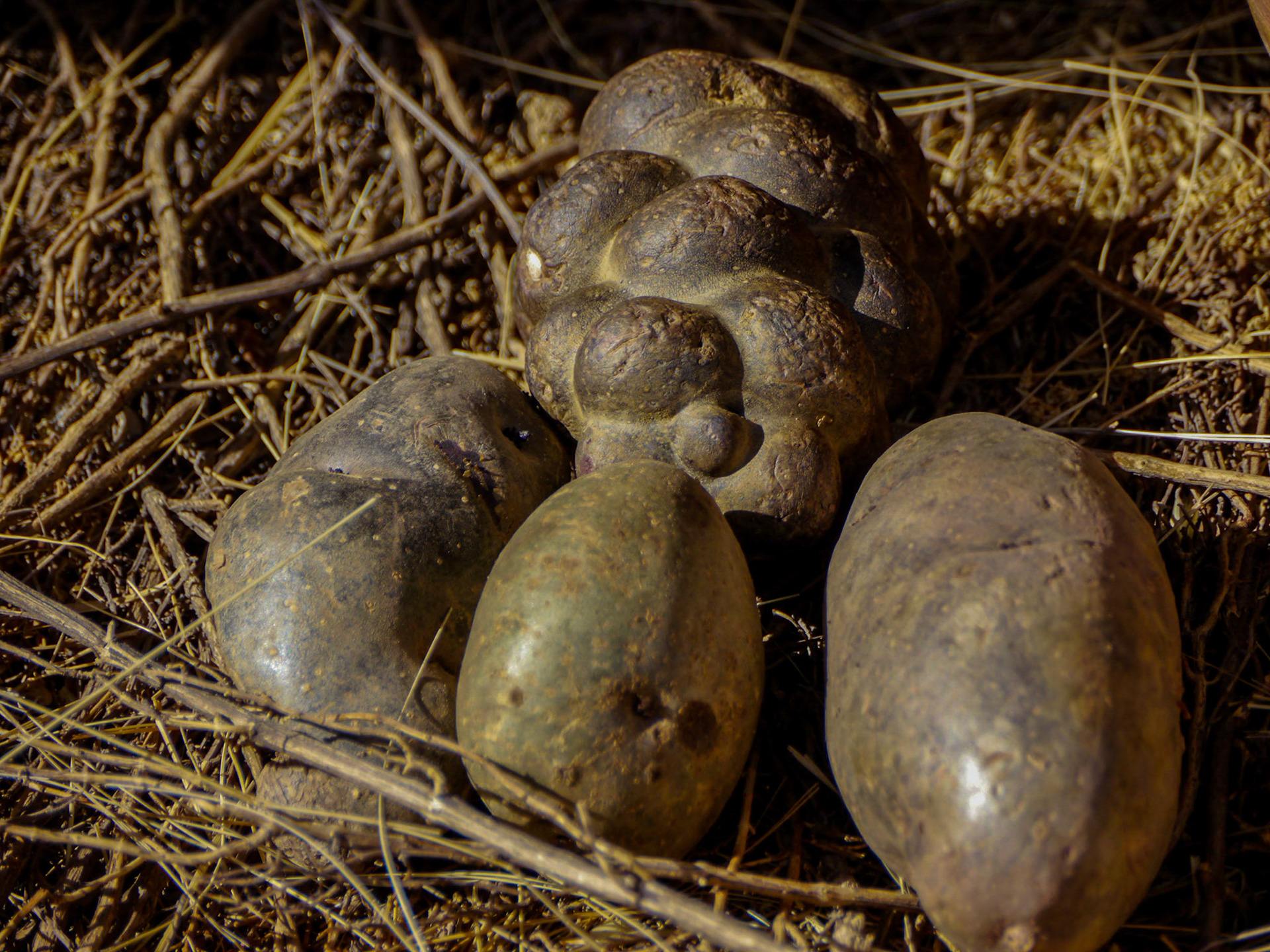 P1080779 Chinchero Potatoes