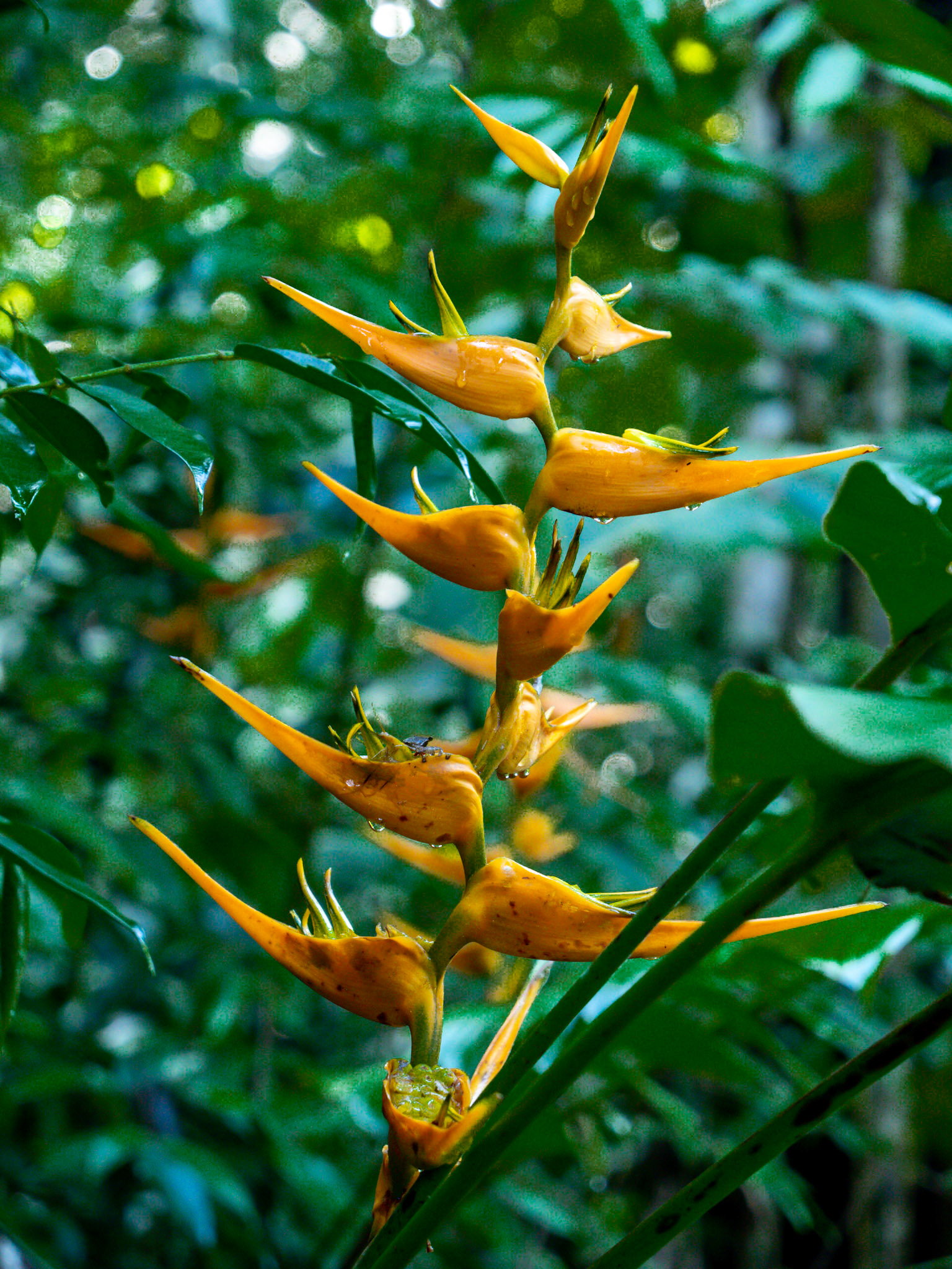 P1013997 Manuel Antonio National Park