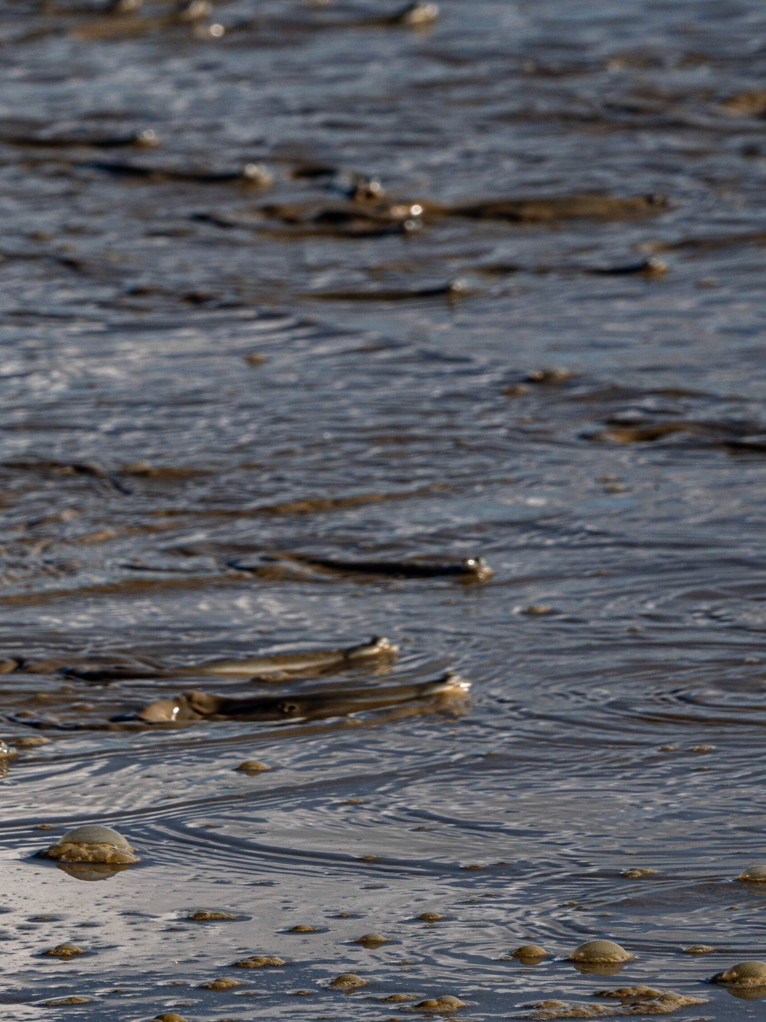 P1067181 Mudskippers