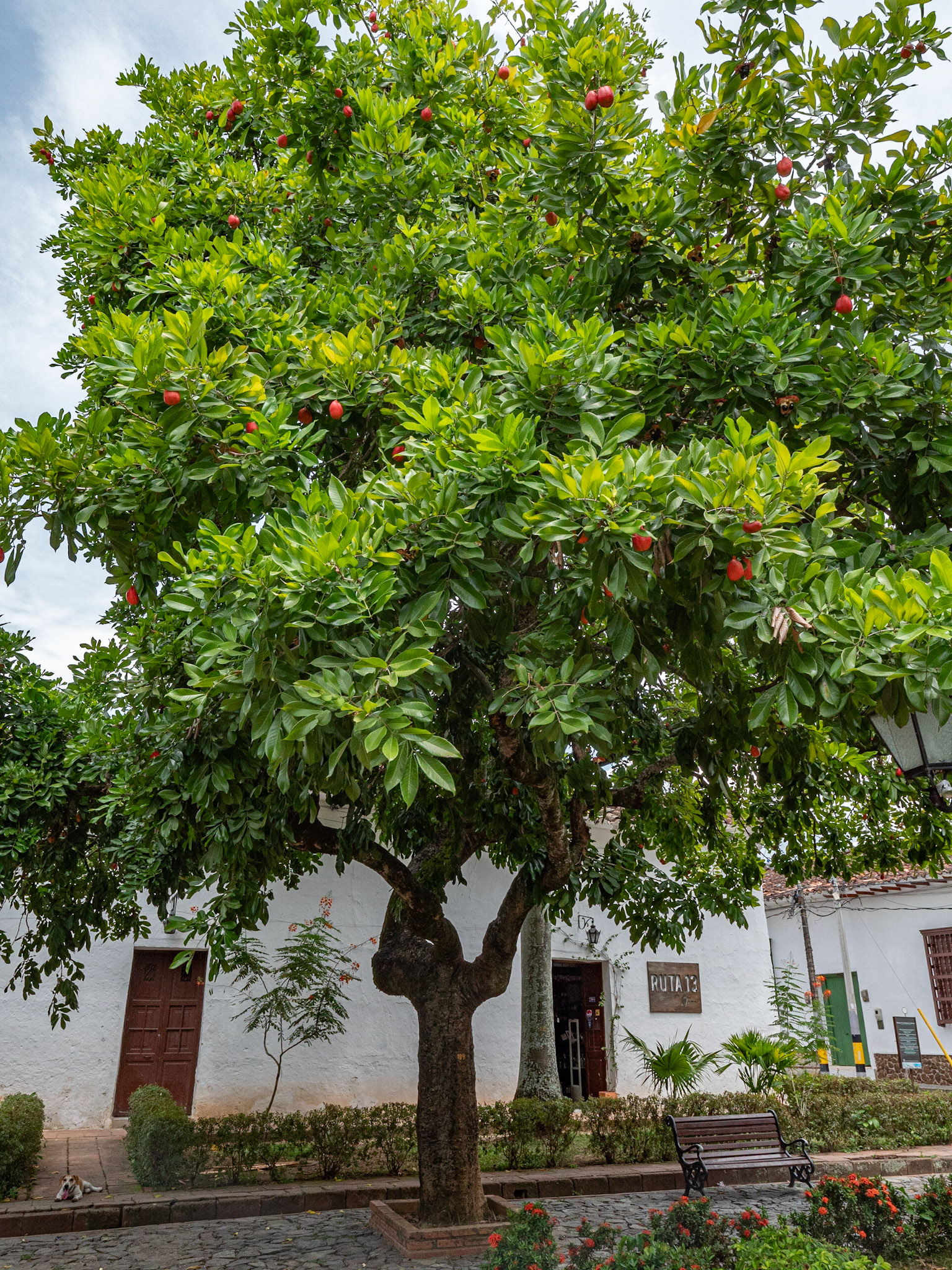 P1122703 Unusual fruit tree at the main square