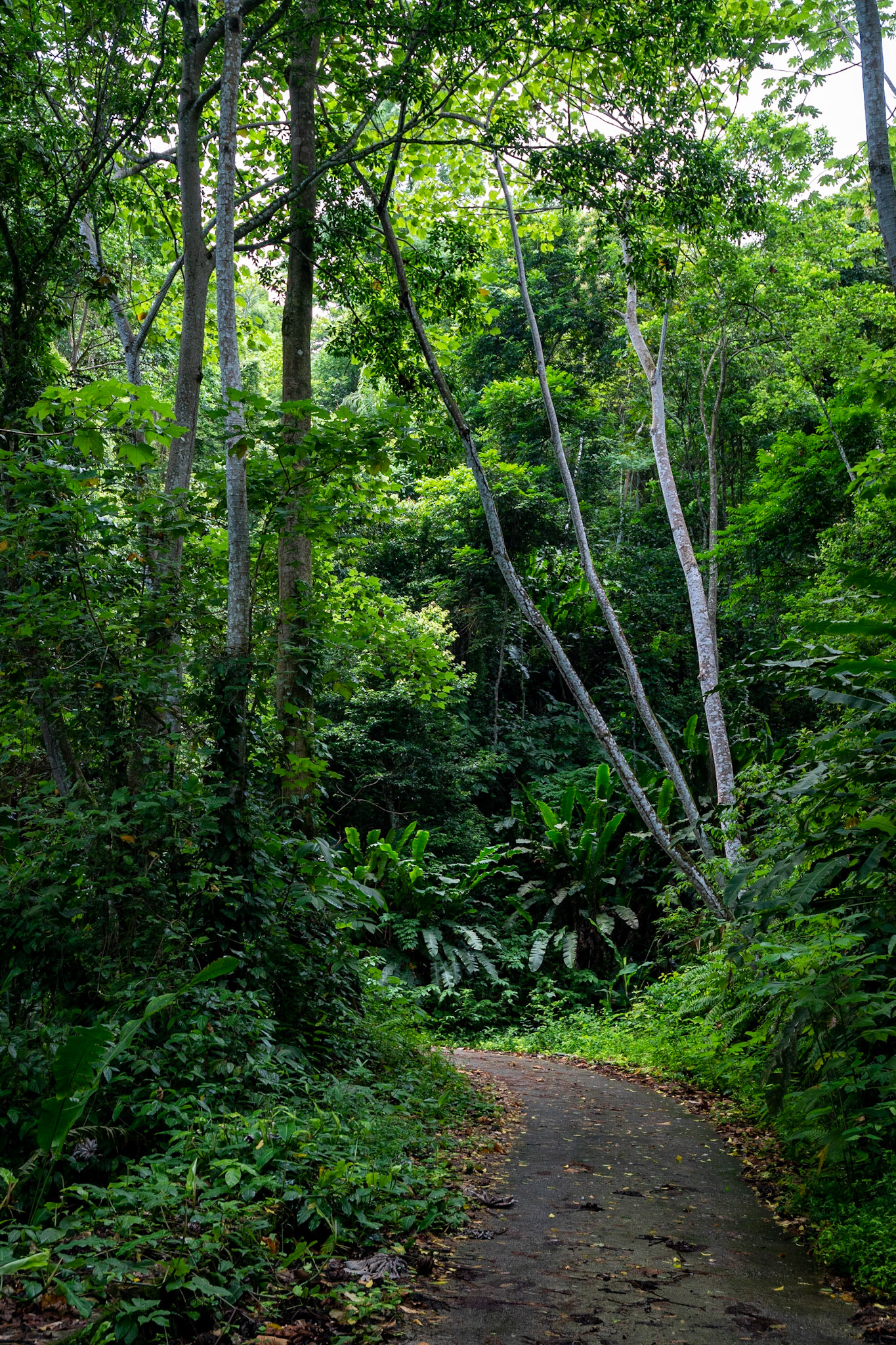 P1072204 Cool forested walk