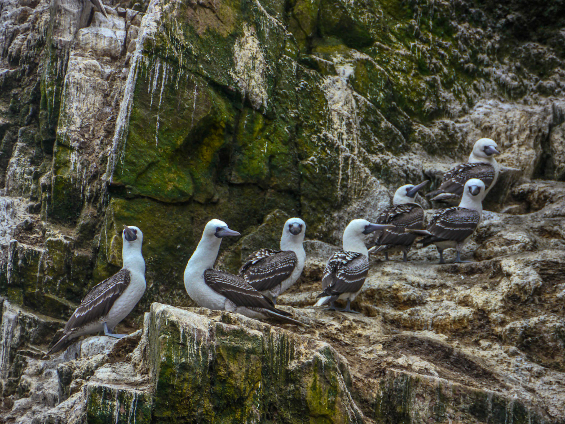 P1090626 Ballestas Islands