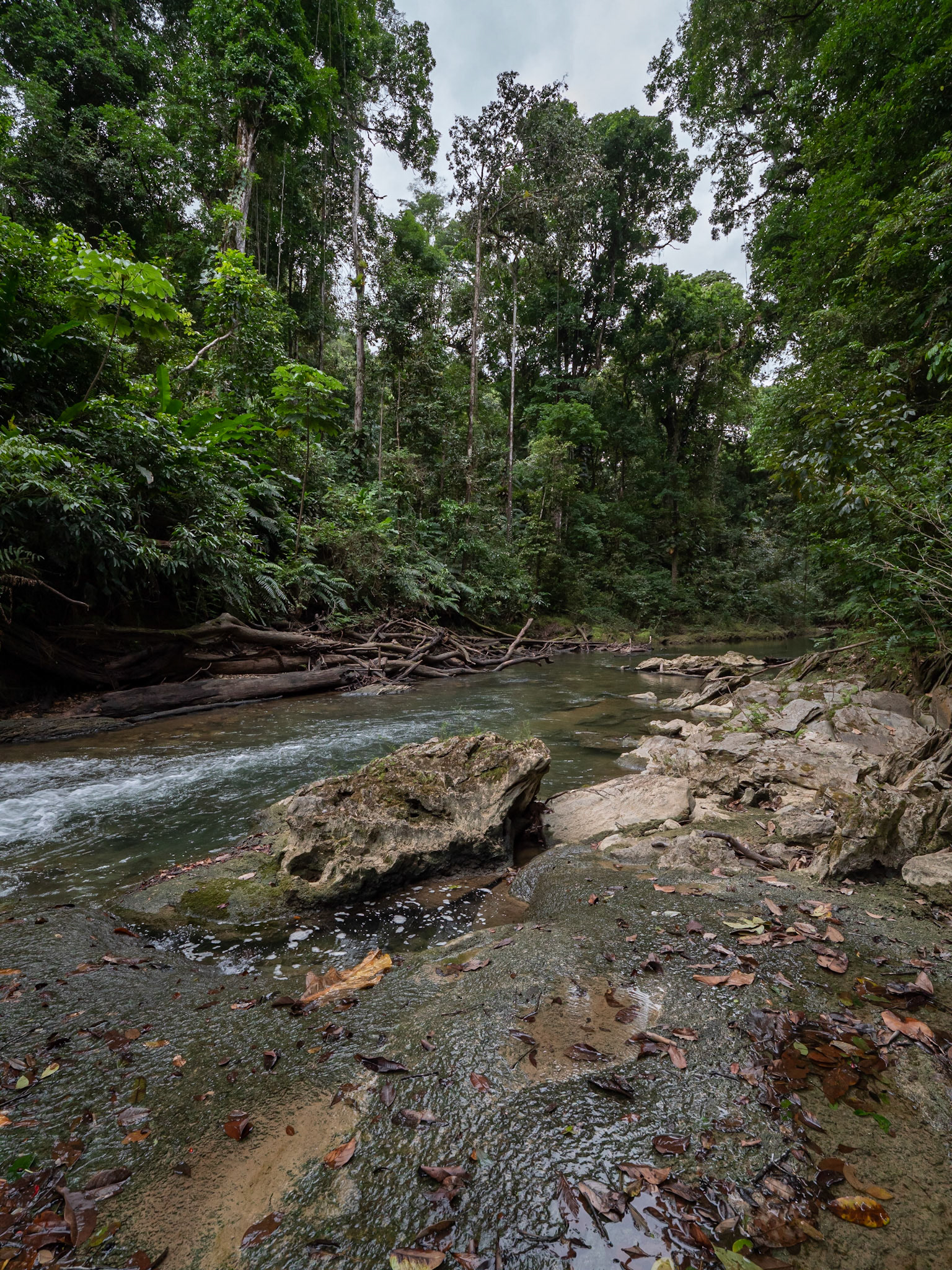 P1109397 forever downstream