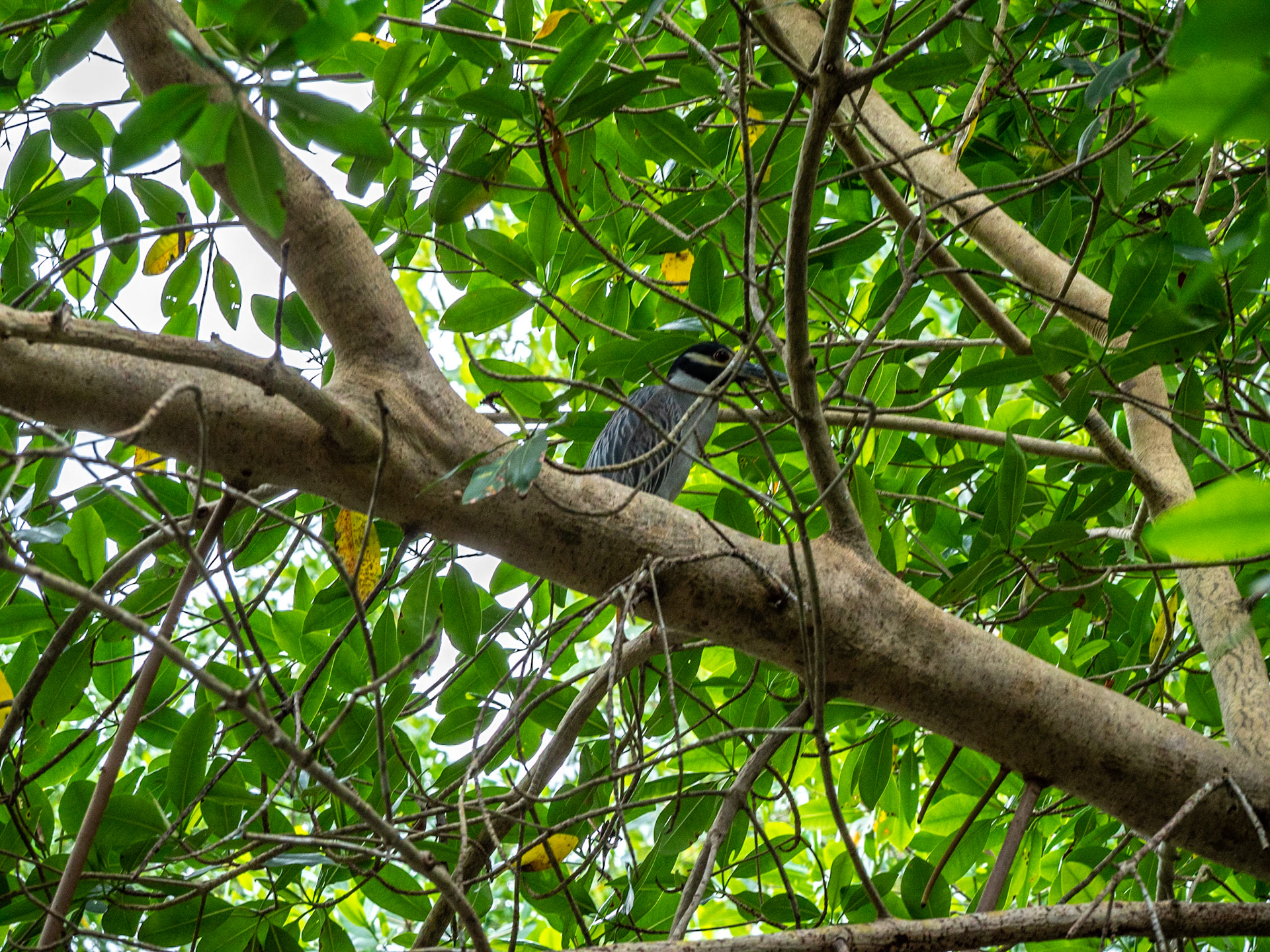 P1054306 Caroni Bird Santuary