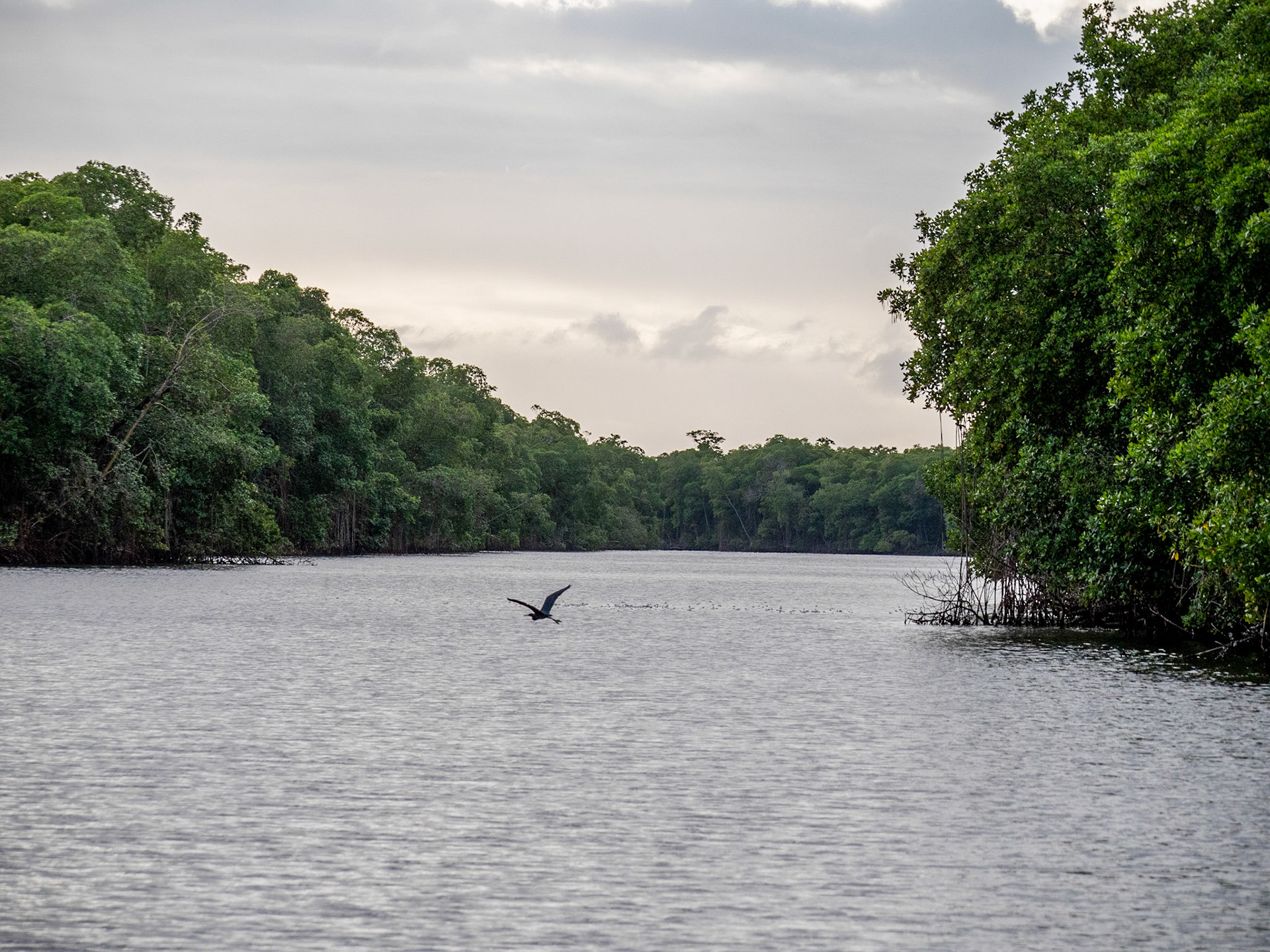 P1054375 Caroni Bird Santuary
