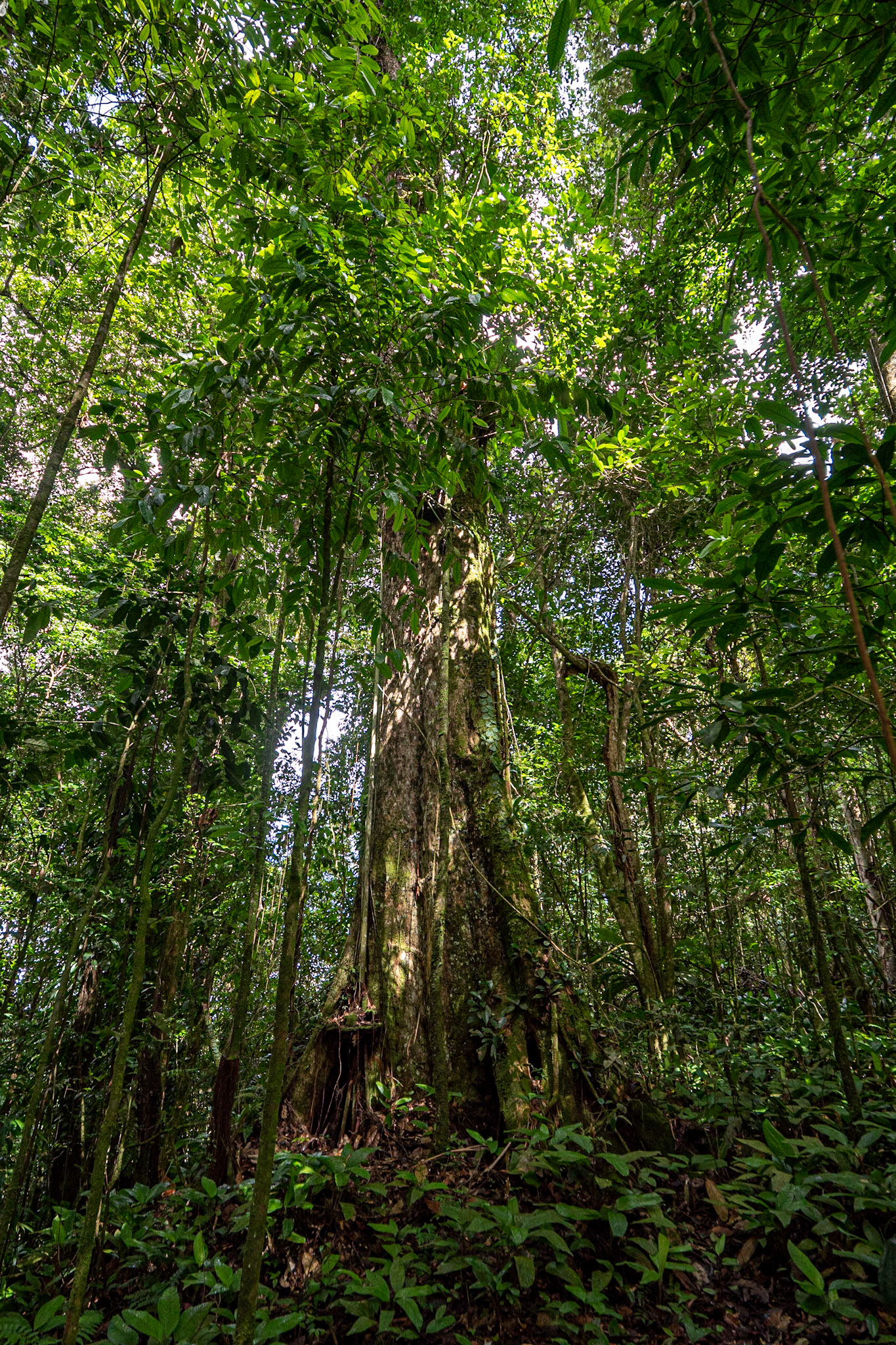 P1072276 Massive tree at the summit