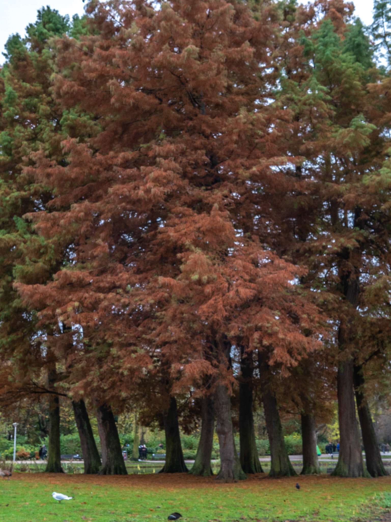 P1068292 Vondelpark
