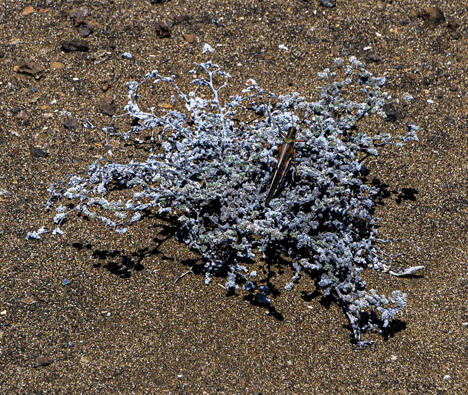 P1001581 Bartolomé Island Galapagos