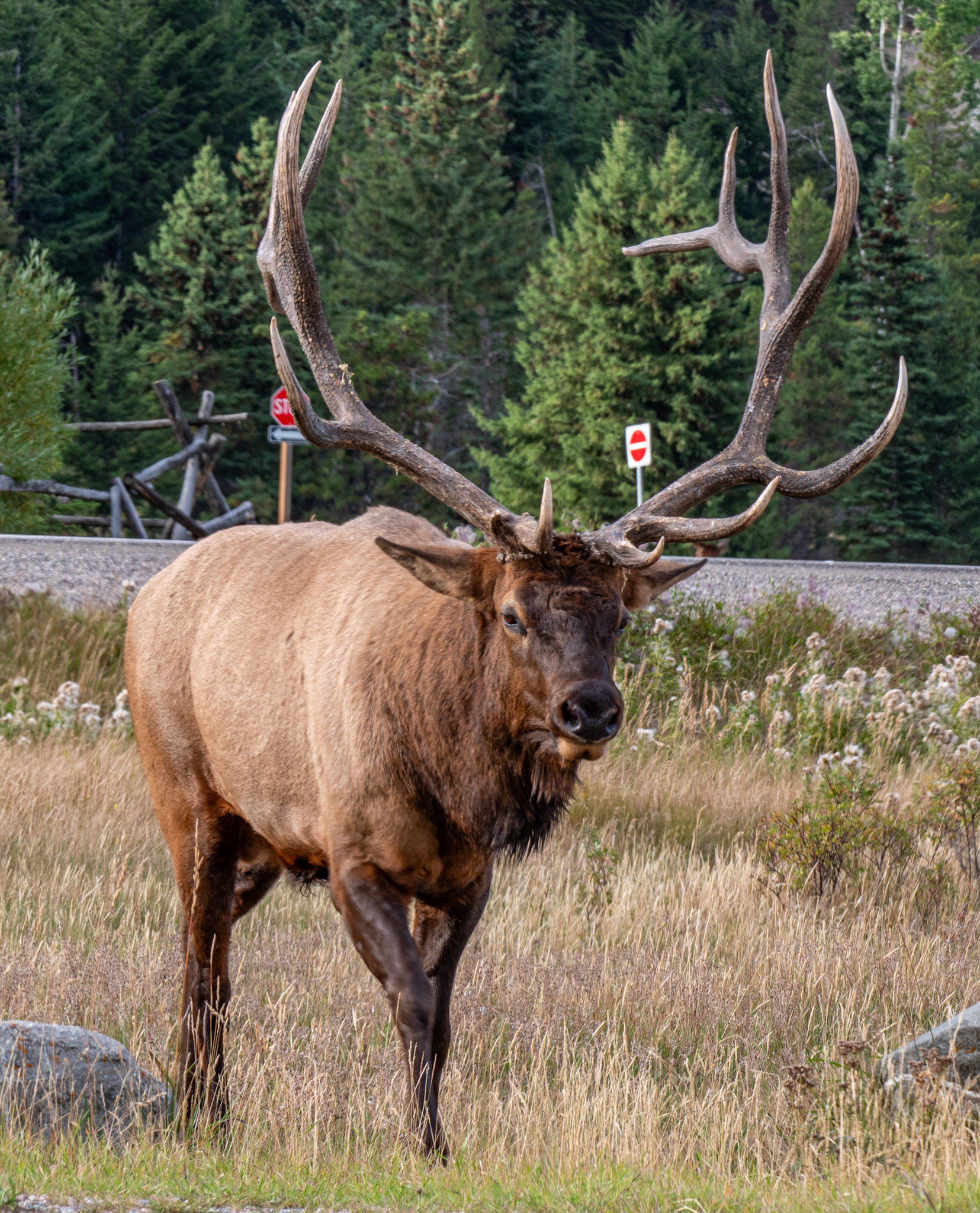 Male Elk just off Yellowhead Highway