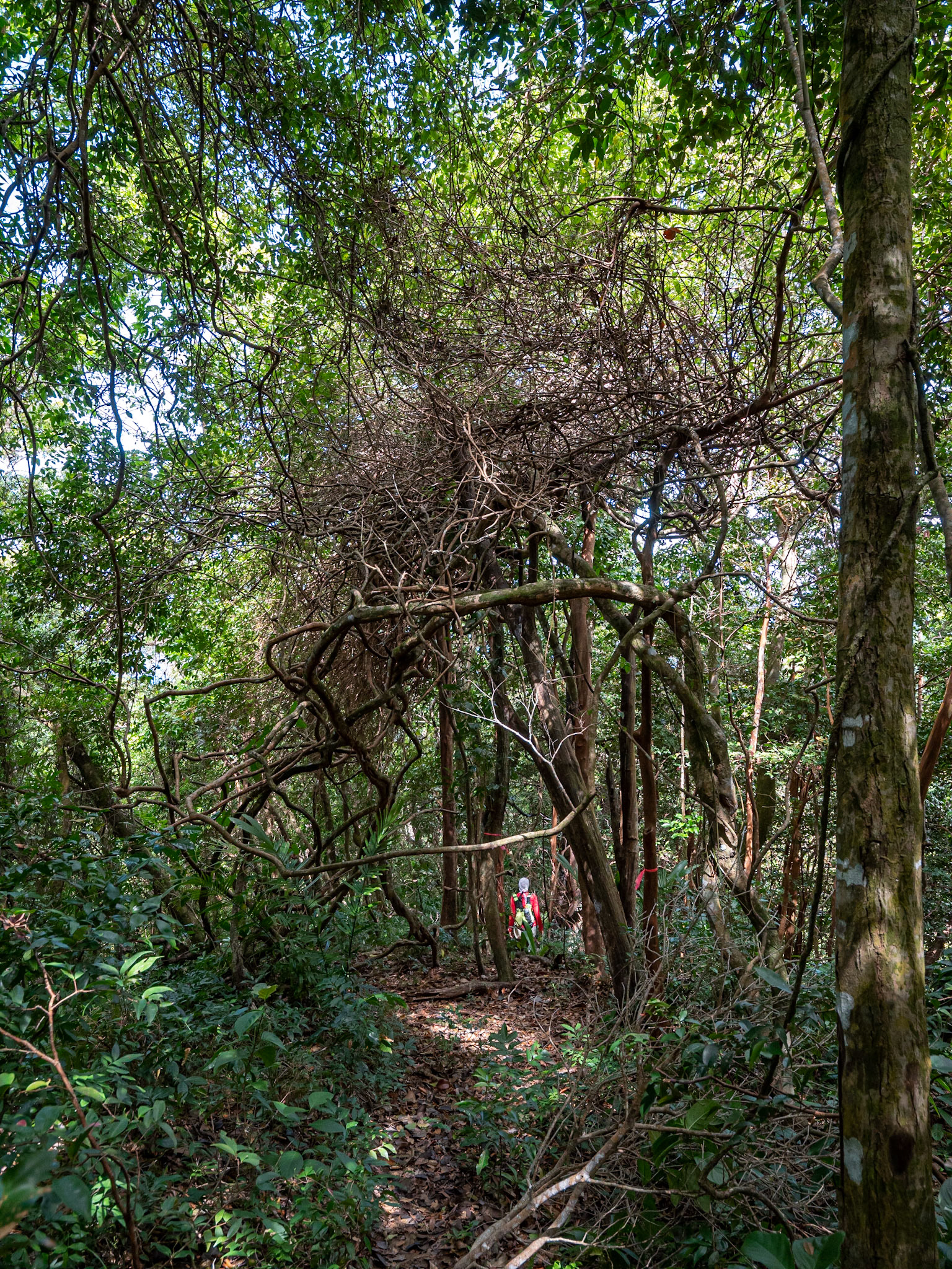 P1107814 A tunnel of twisted growth