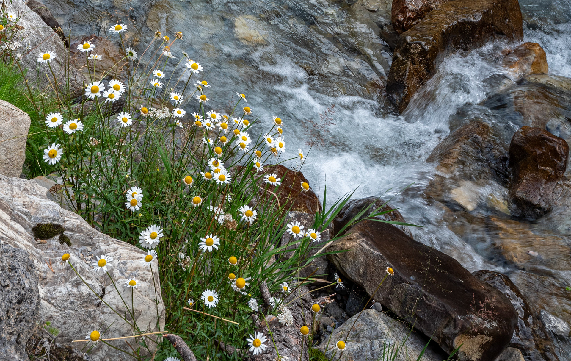 Miette Hot Springs
