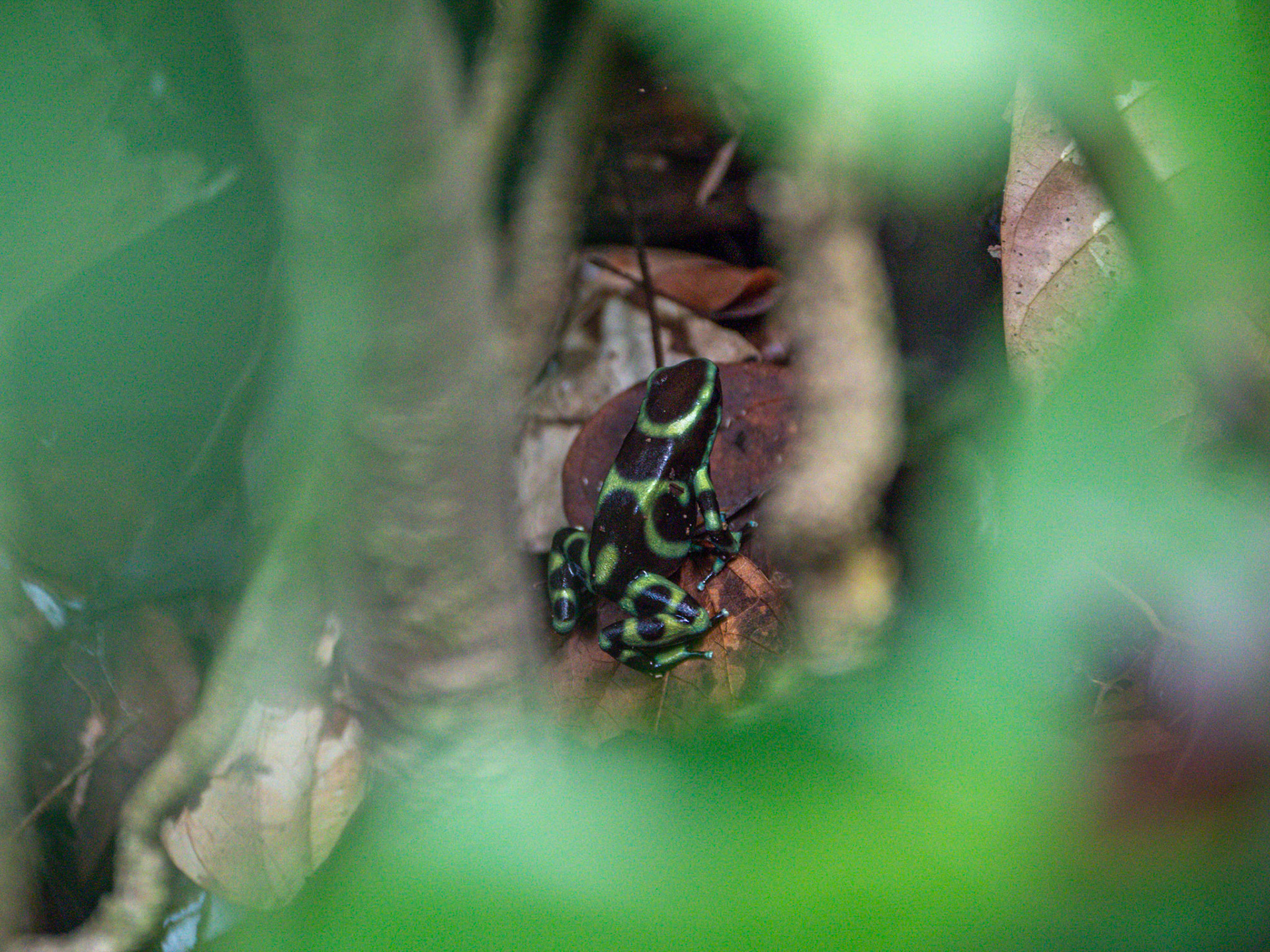 P1014183 Manuel Antonio National Park