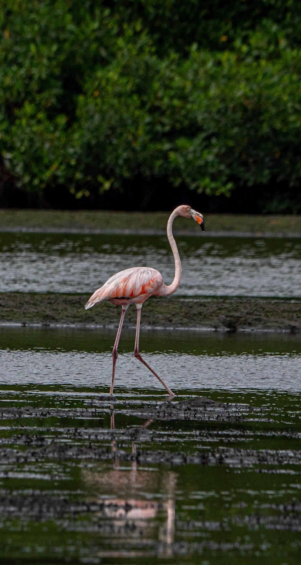 P1054403 Caroni Bird Santuary