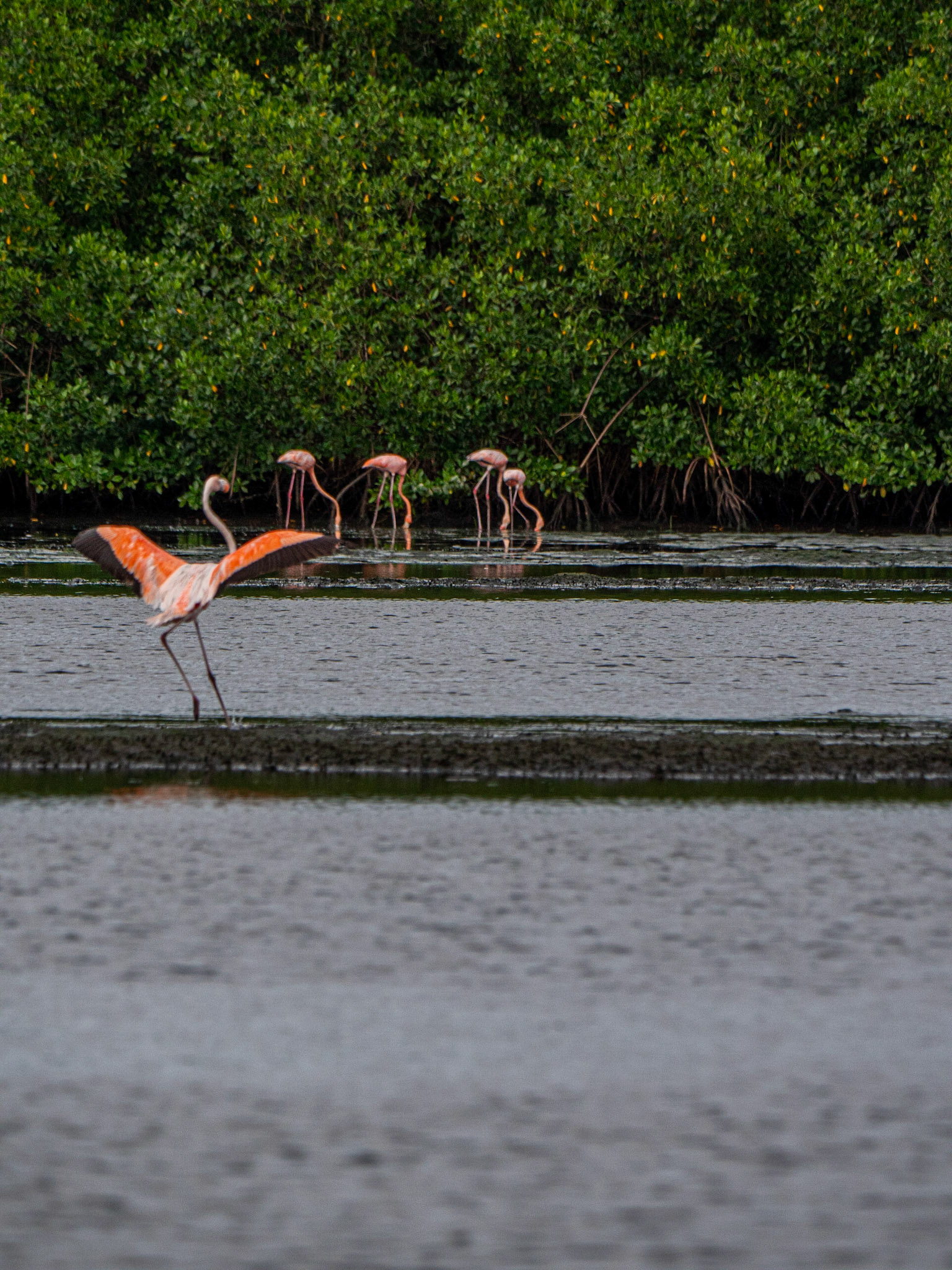 P1054419 Caroni Bird Santuary