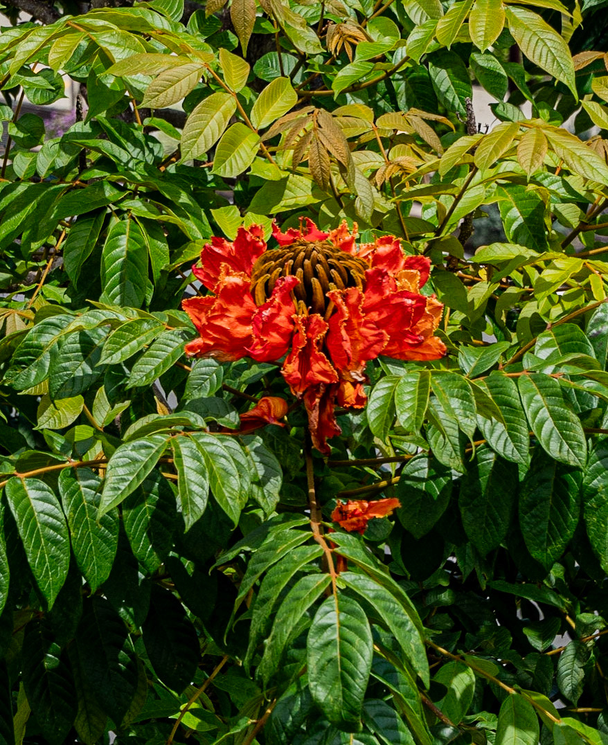 P1122125 Local Flower