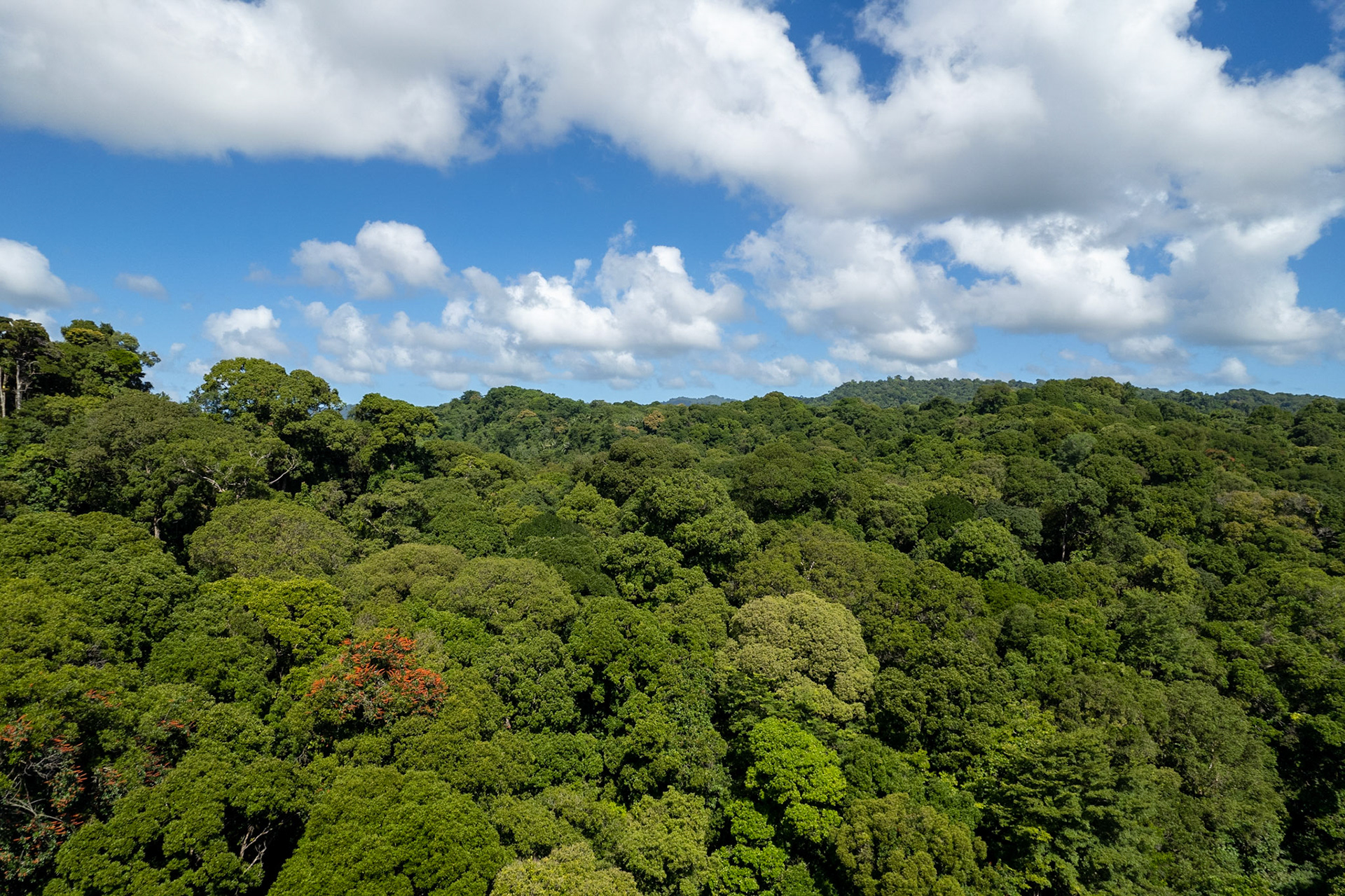 DJI_0328 The Canopy