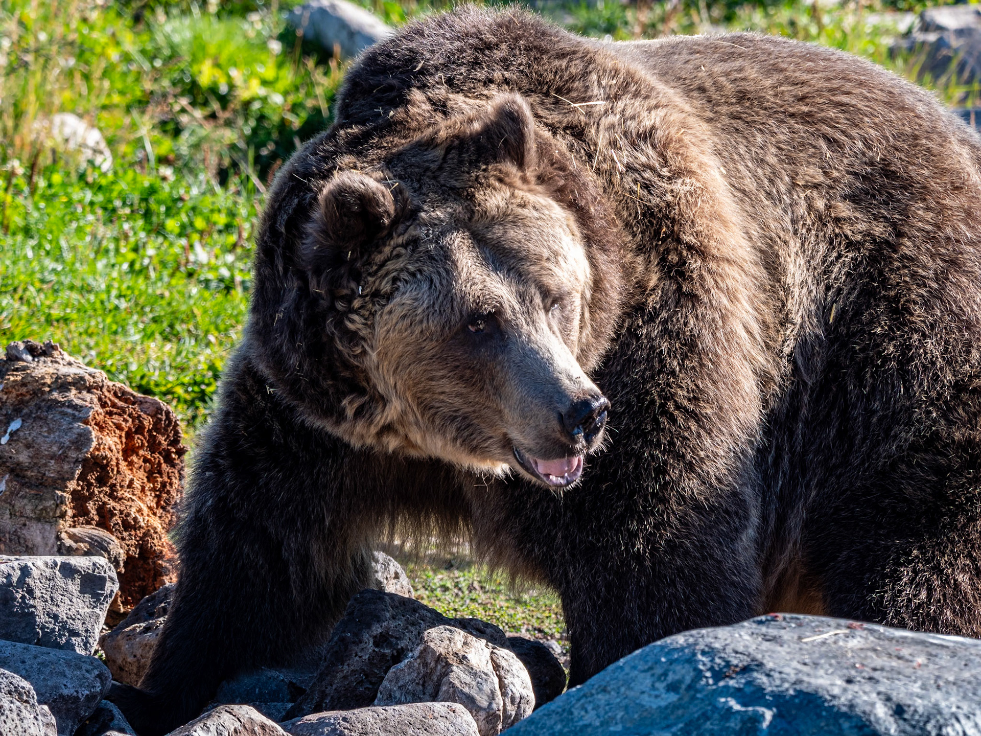P1134811 Bear at an animal reserve