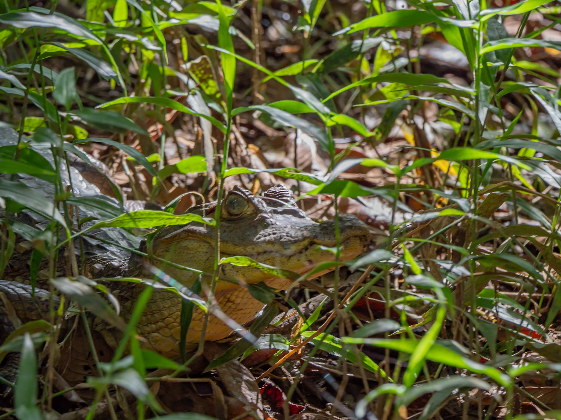 P1147311 I see you, do you see me?