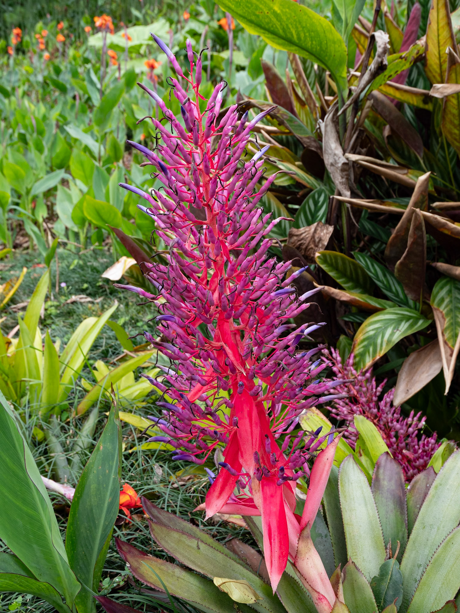 P1146486 Brightly coloured flowers greet us