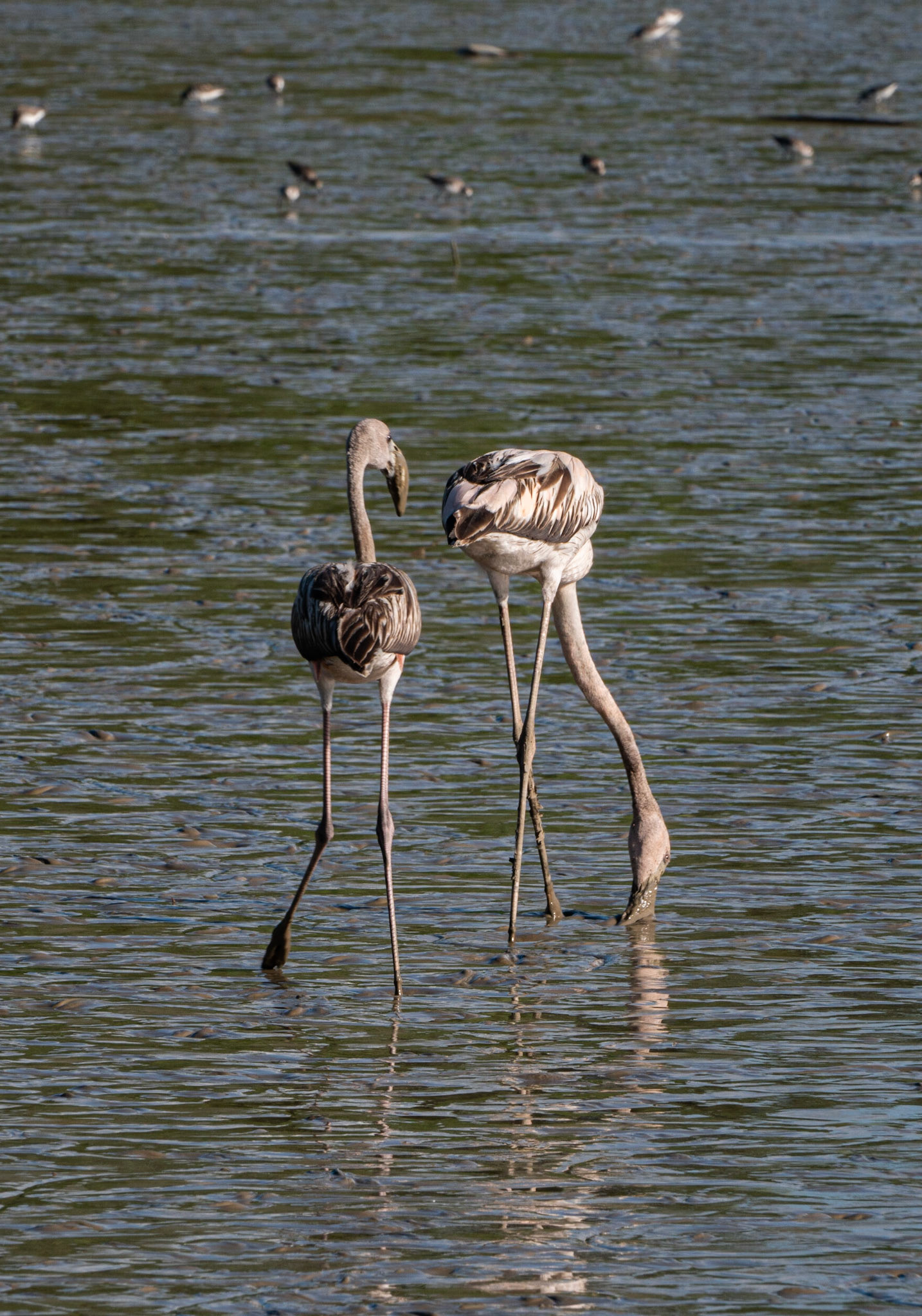 P1067191 Young flamingos