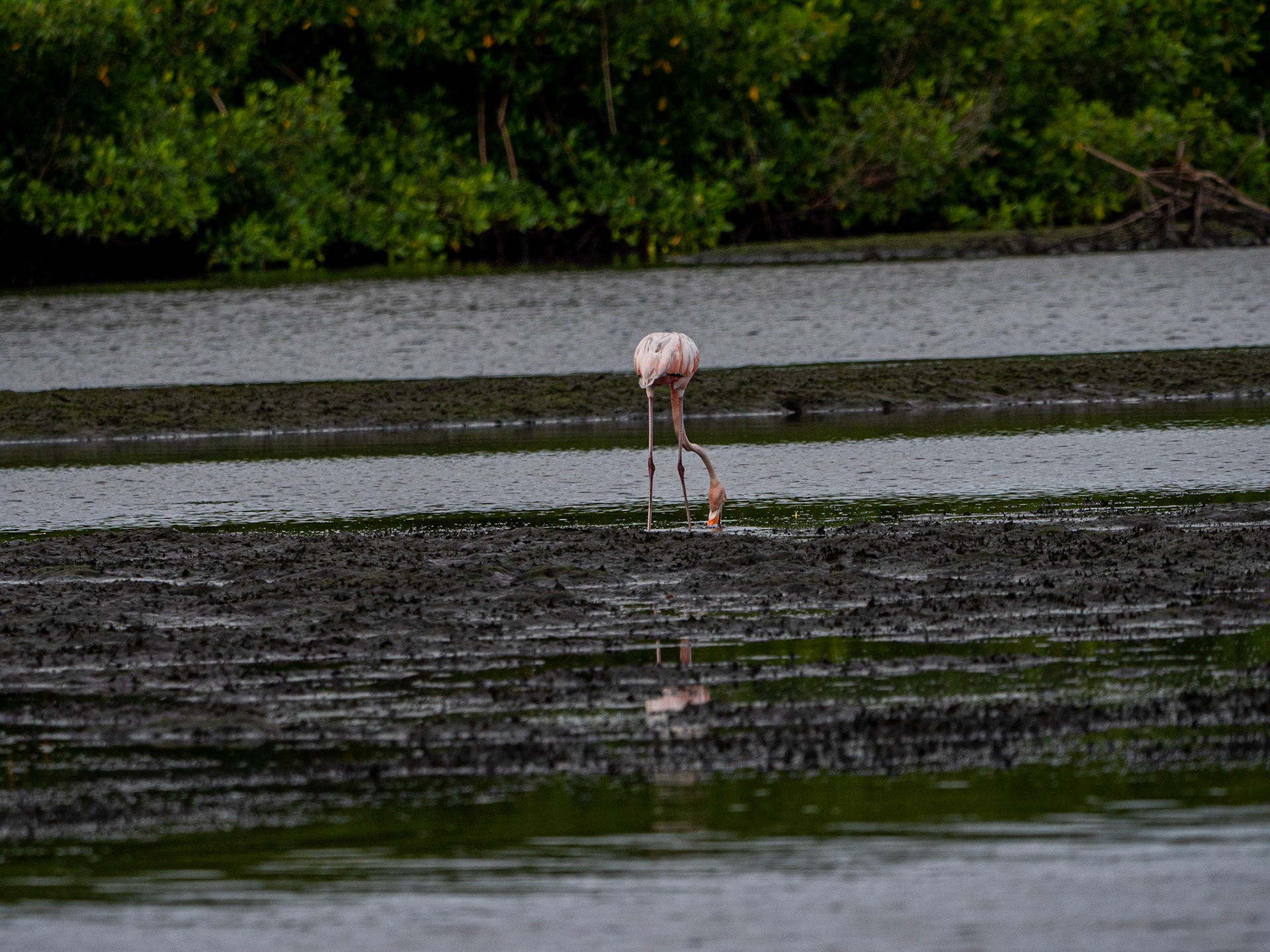 P1054398 Caroni Bird Santuary
