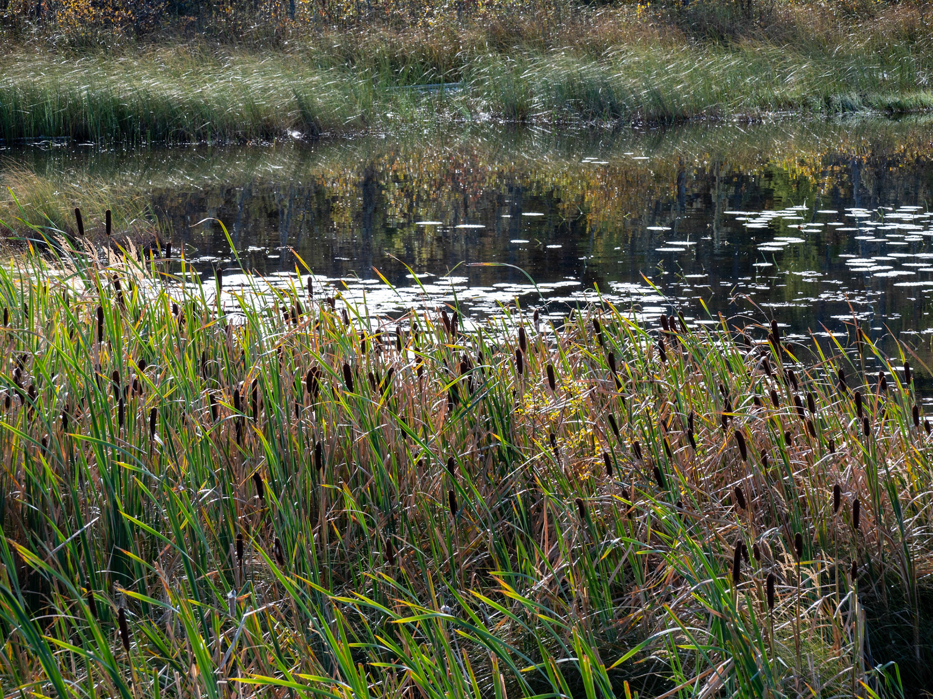 Beaver Boardwalk Hinton