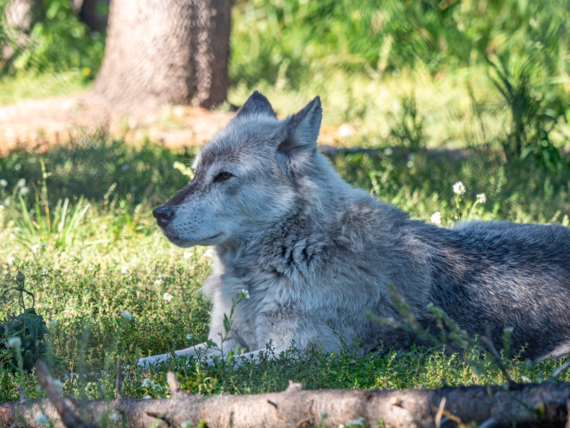 P1134851 Wolf at an animal reserve