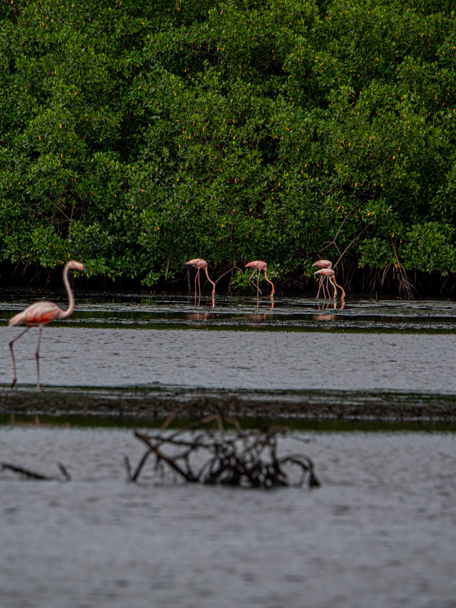P1054421 Caroni Bird Santuary