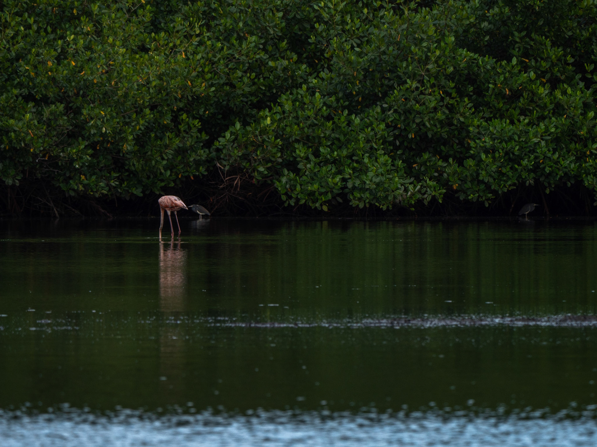 P1054462 Caroni Bird Santuary