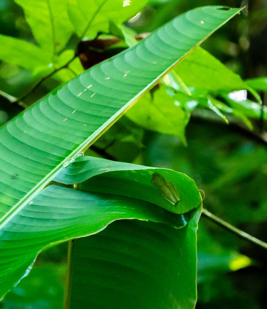 P1014000 Manuel Antonio National Park