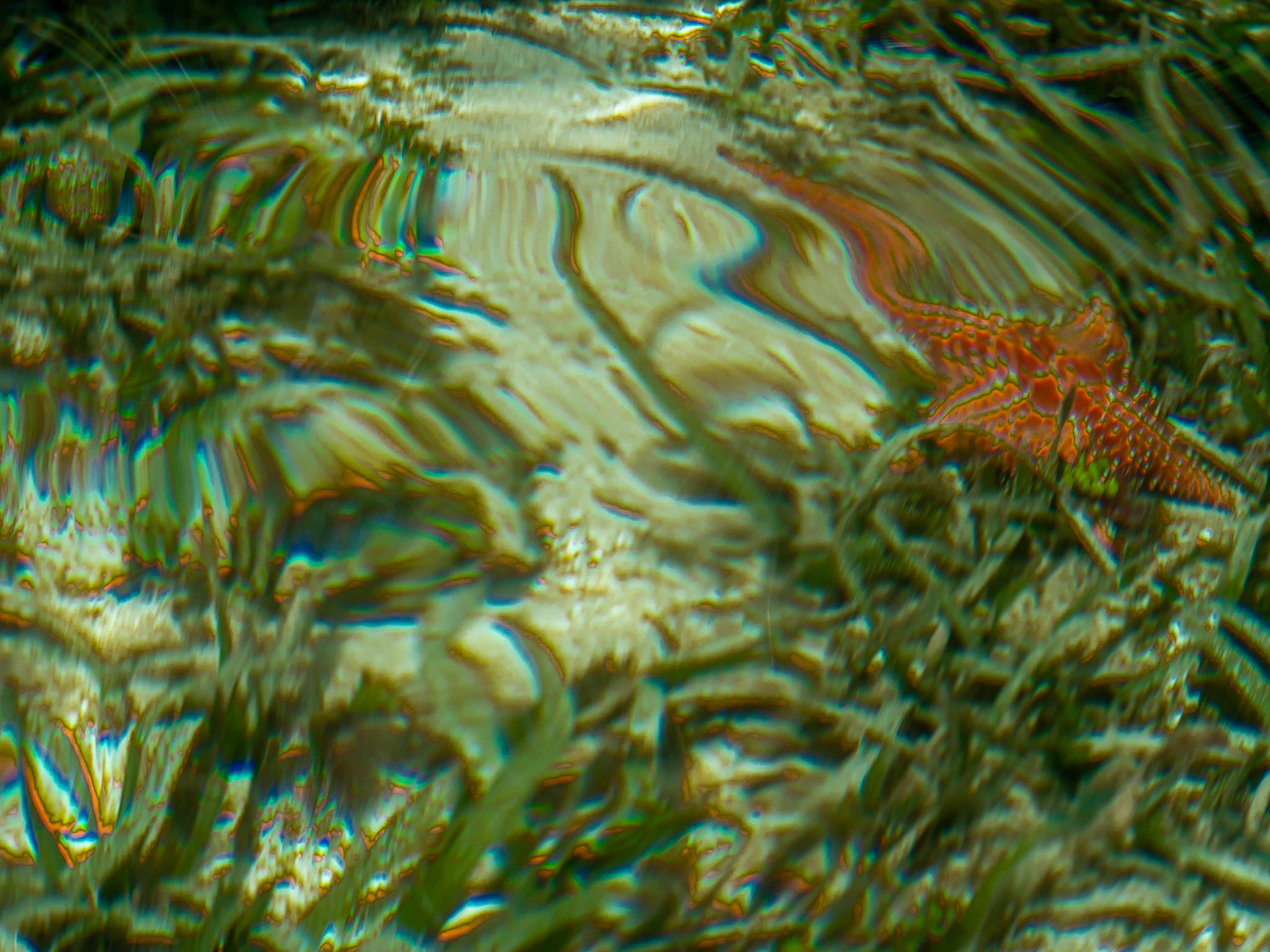 P1024891 Cayo Coral