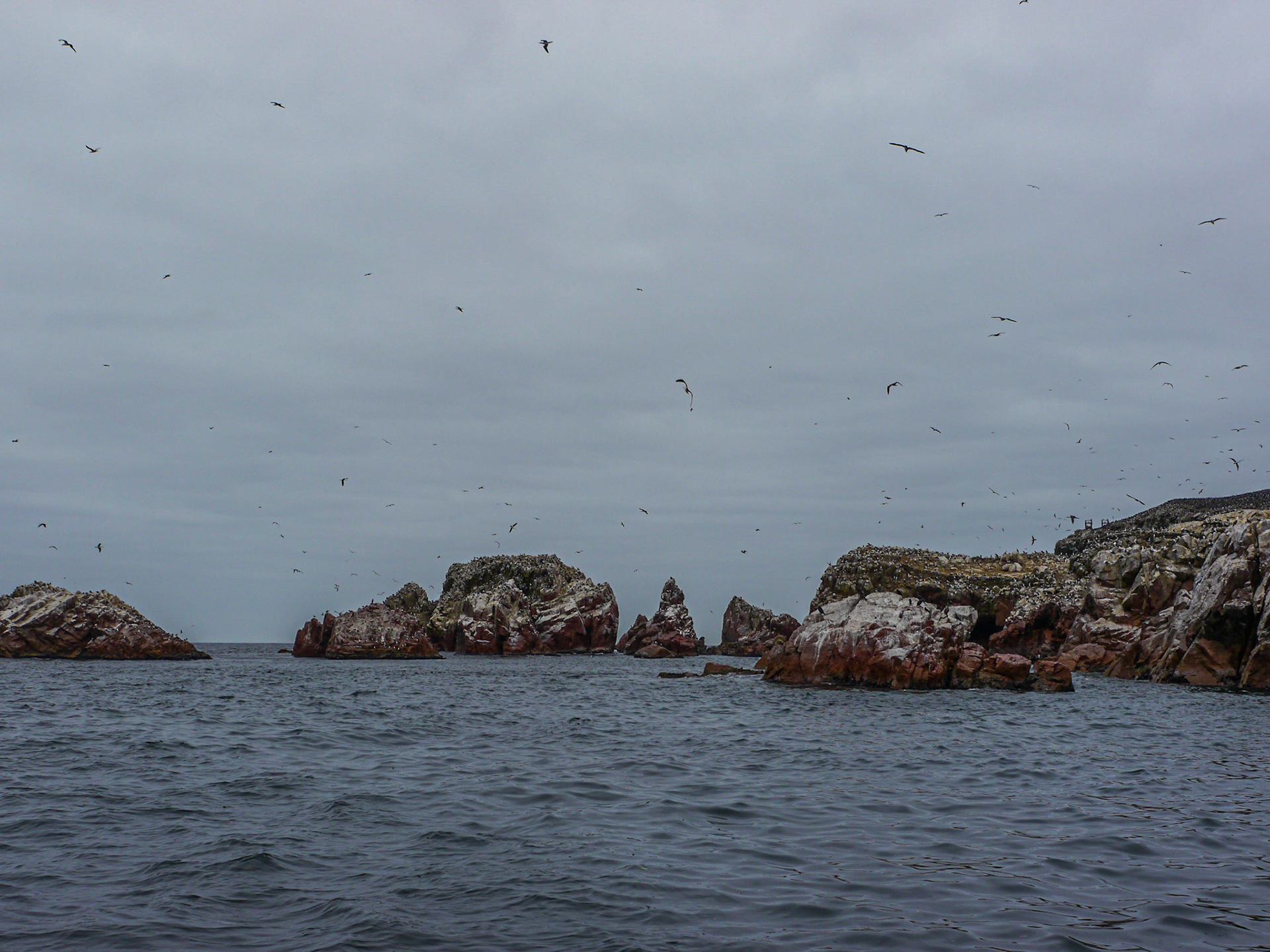 P1090687 Ballestas Islands