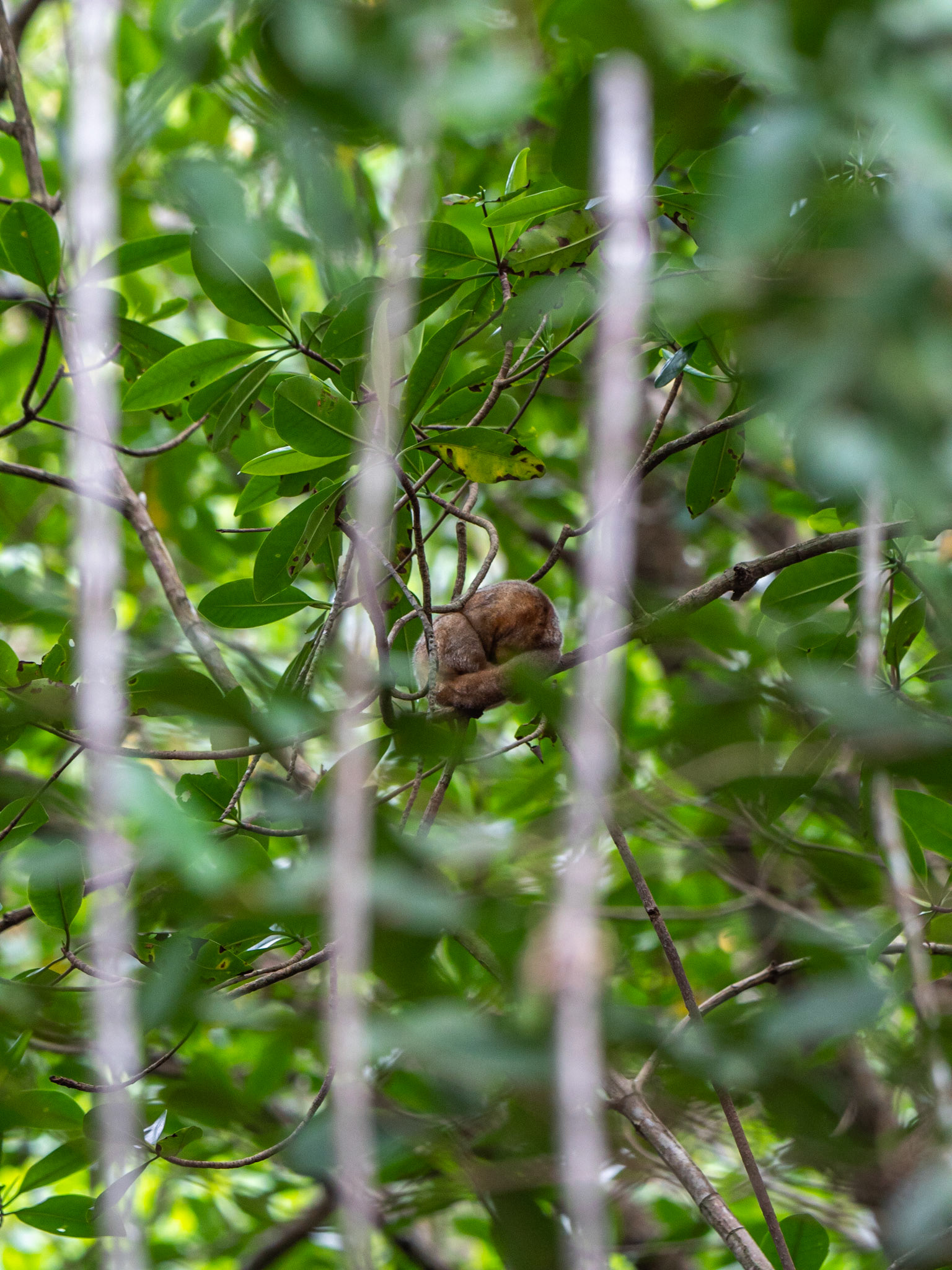 P1054342 Caroni Bird Santuary