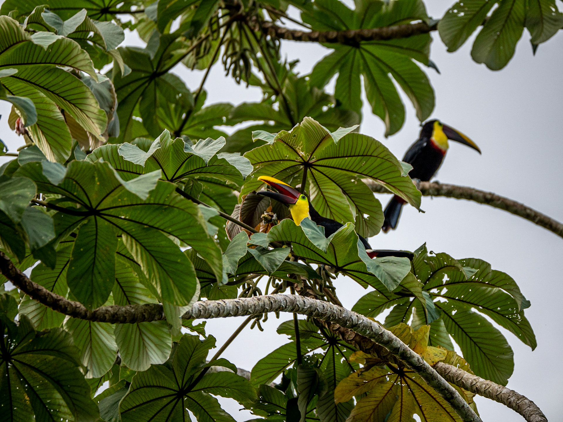 P1014545 Fortuna, San Carlos Maquenque - Toucan