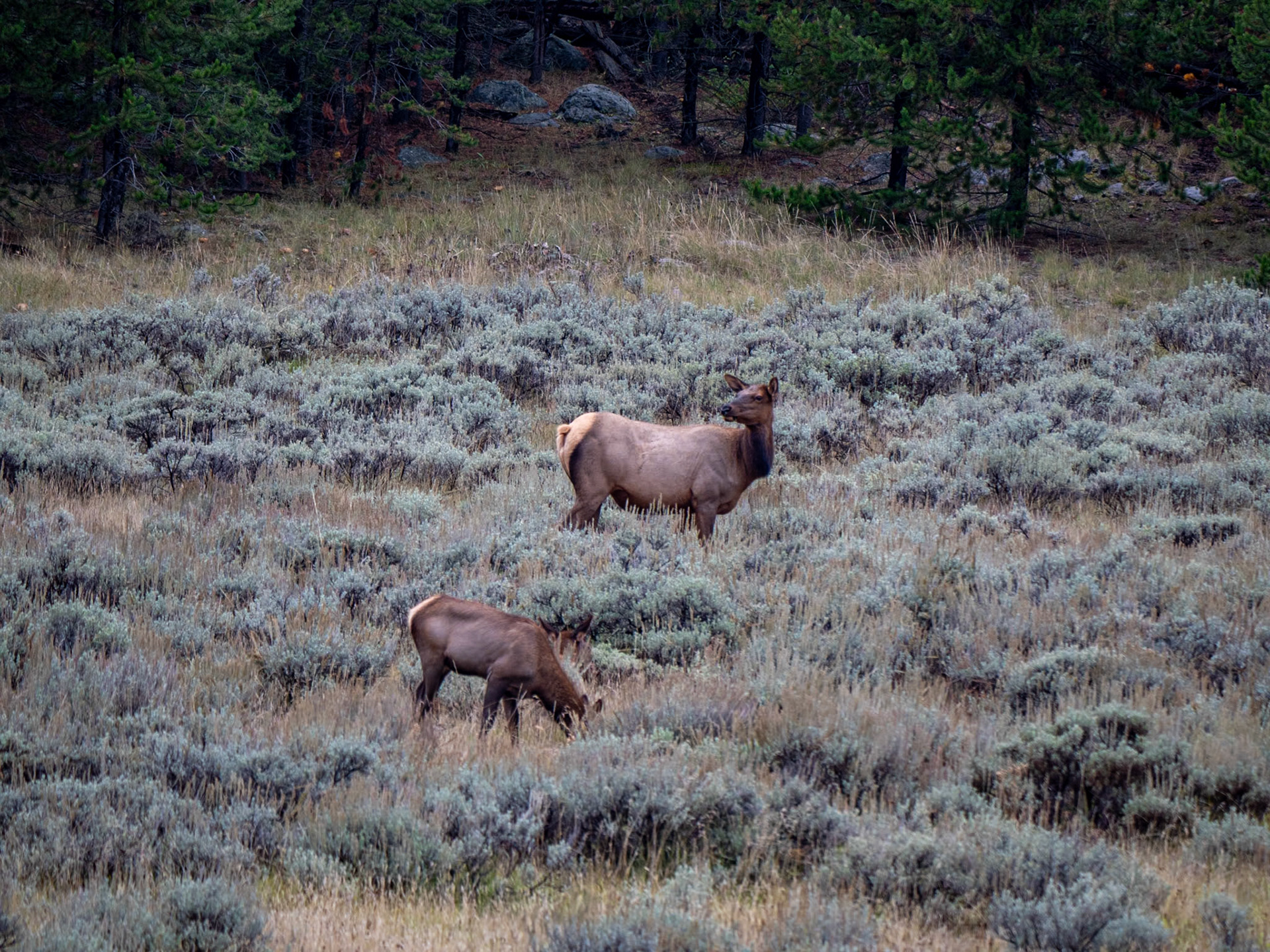 P1124353 Elk at Yellowstone National Park