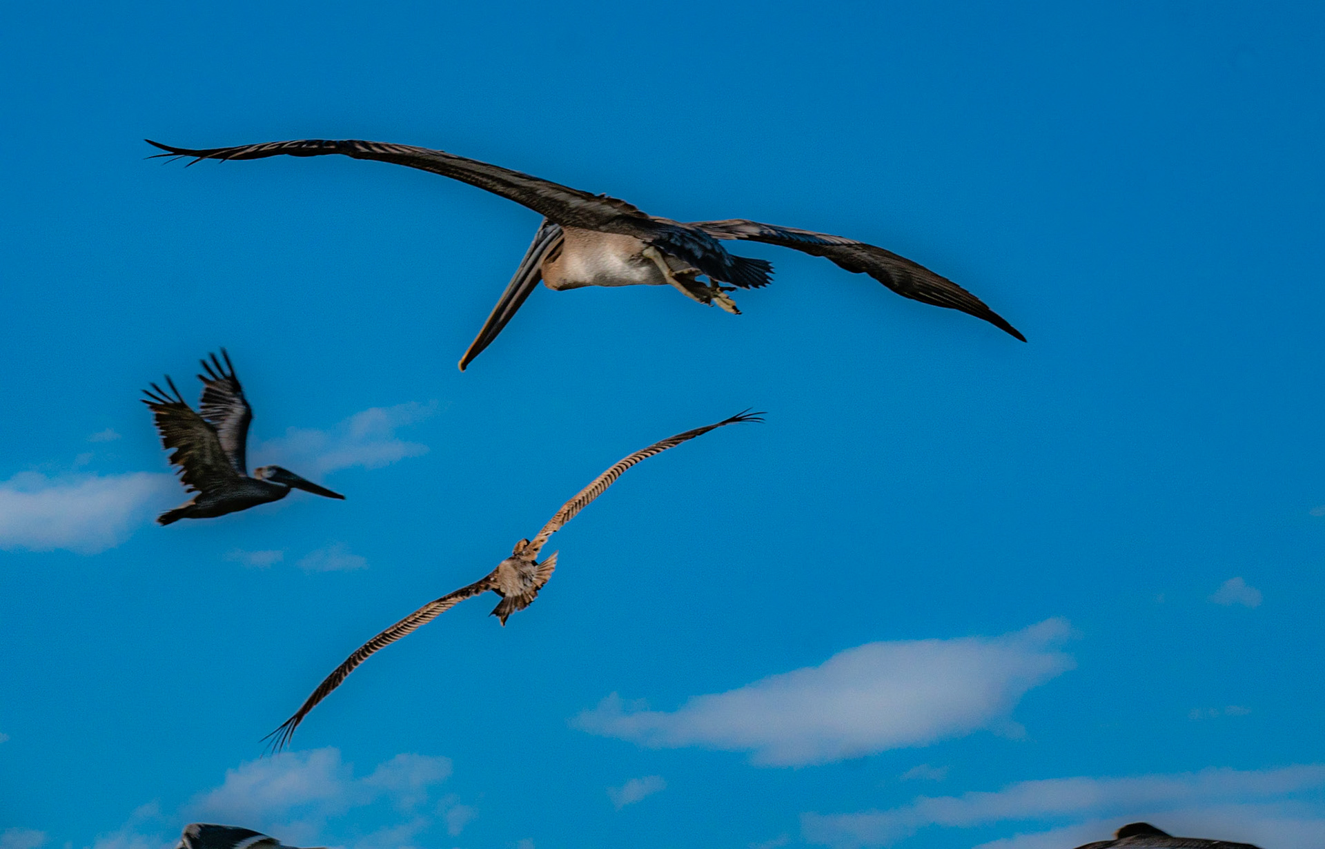 P1067421 Pelicans in full flight