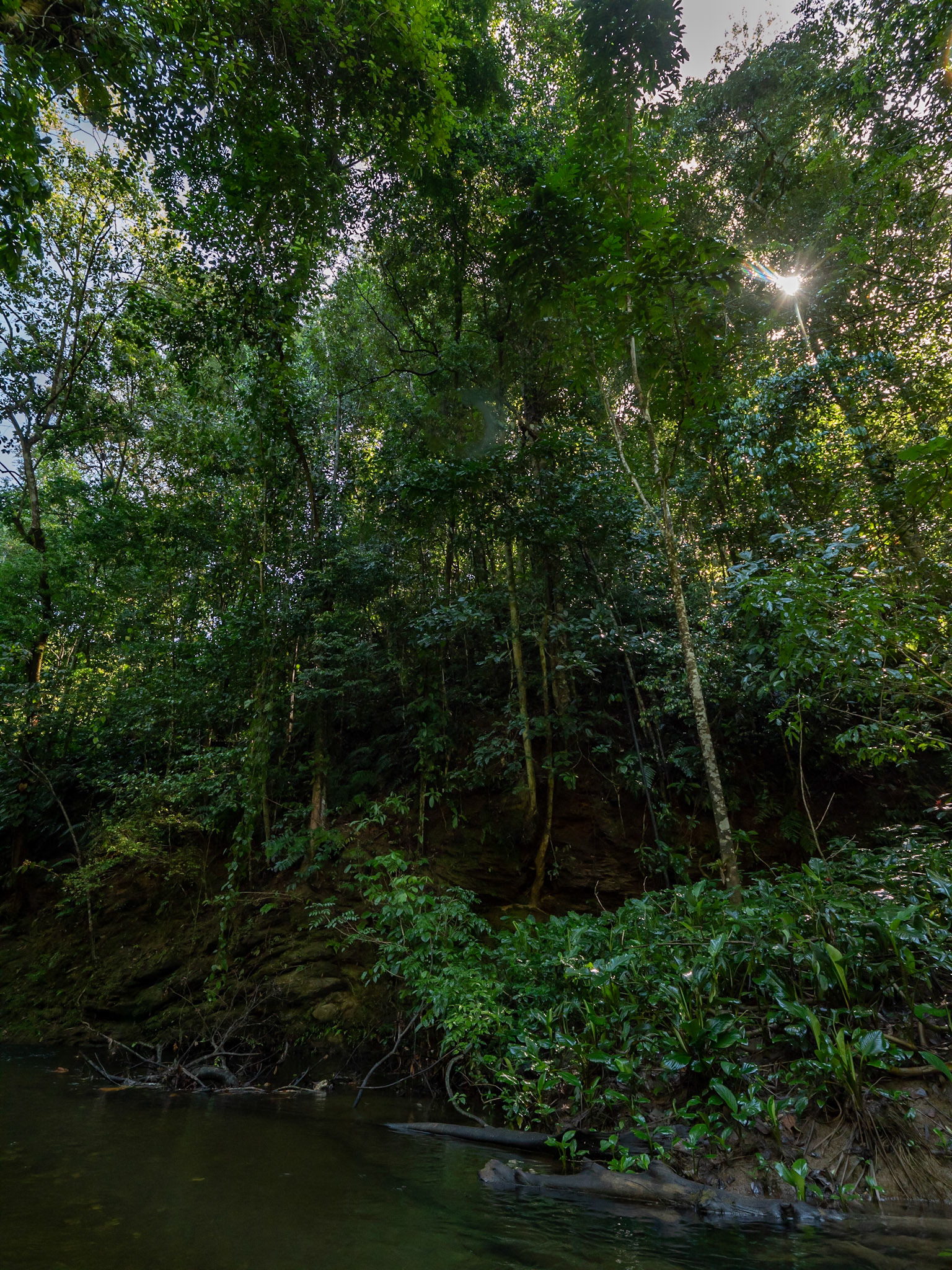 P1107963 Trees on the river bank