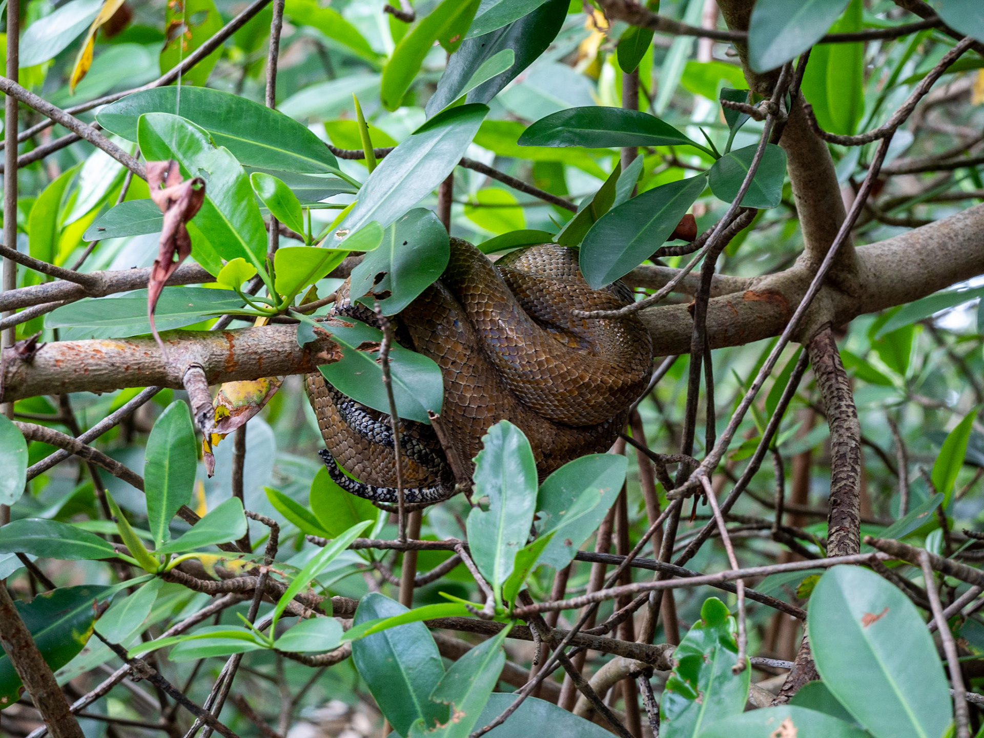 P1054313 Caroni Bird Santuary