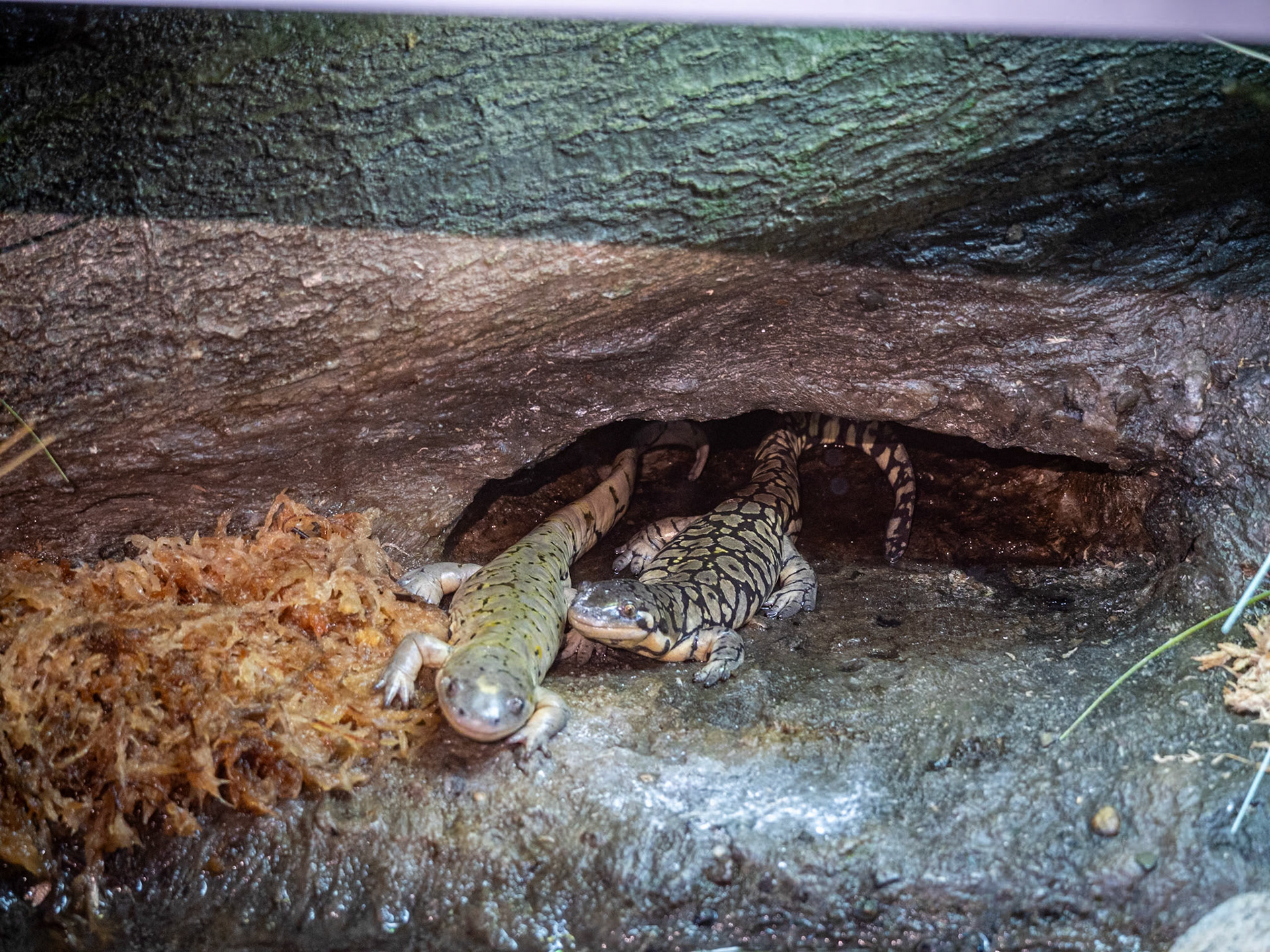 P1134900 Salamanders at the animal reserve