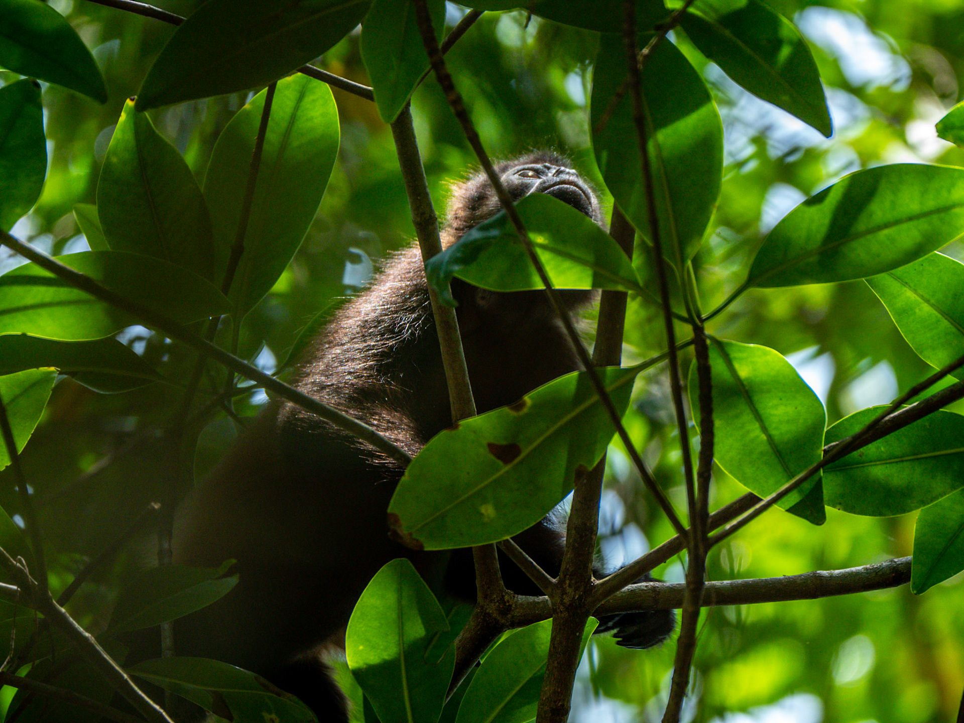 P1024973 Bocas del Drago - Red Howler