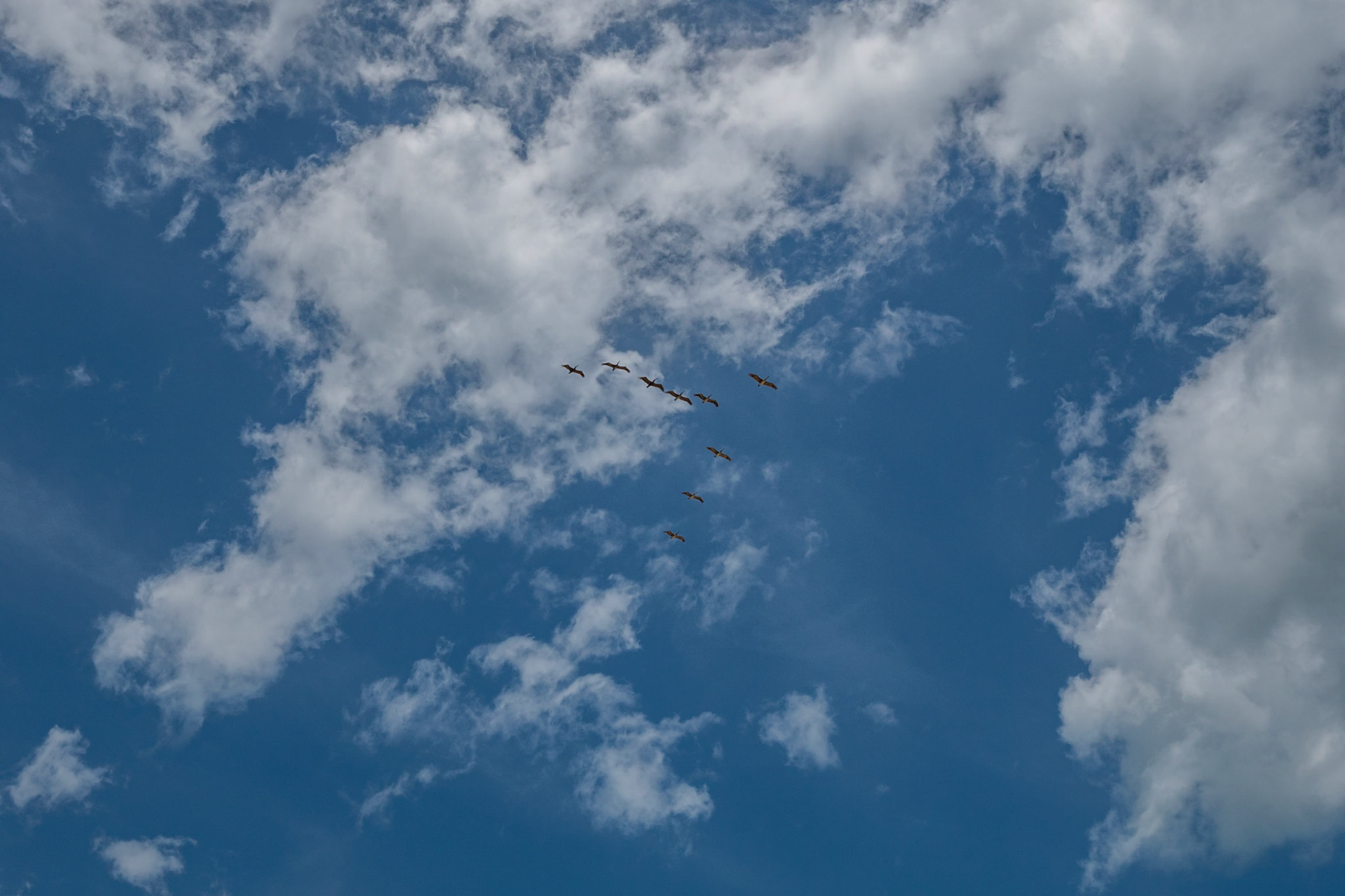 P1070247 Classic "V" Shape of pelicans flying overhead
