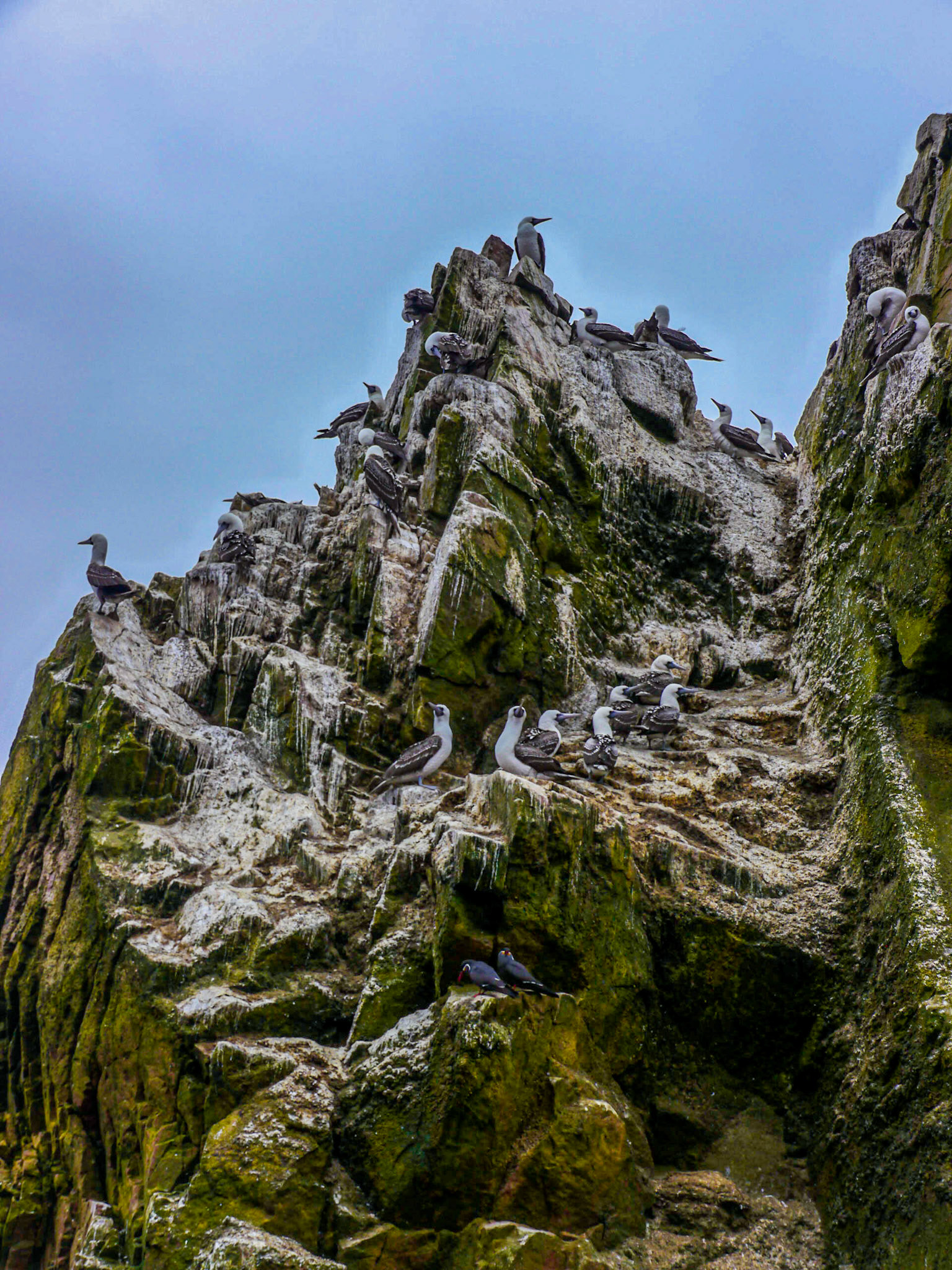 P1090627 Ballestas Islands
